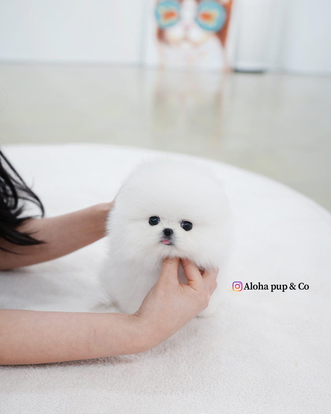 Biscuit [POMERANIA TAZA DE TÉ]