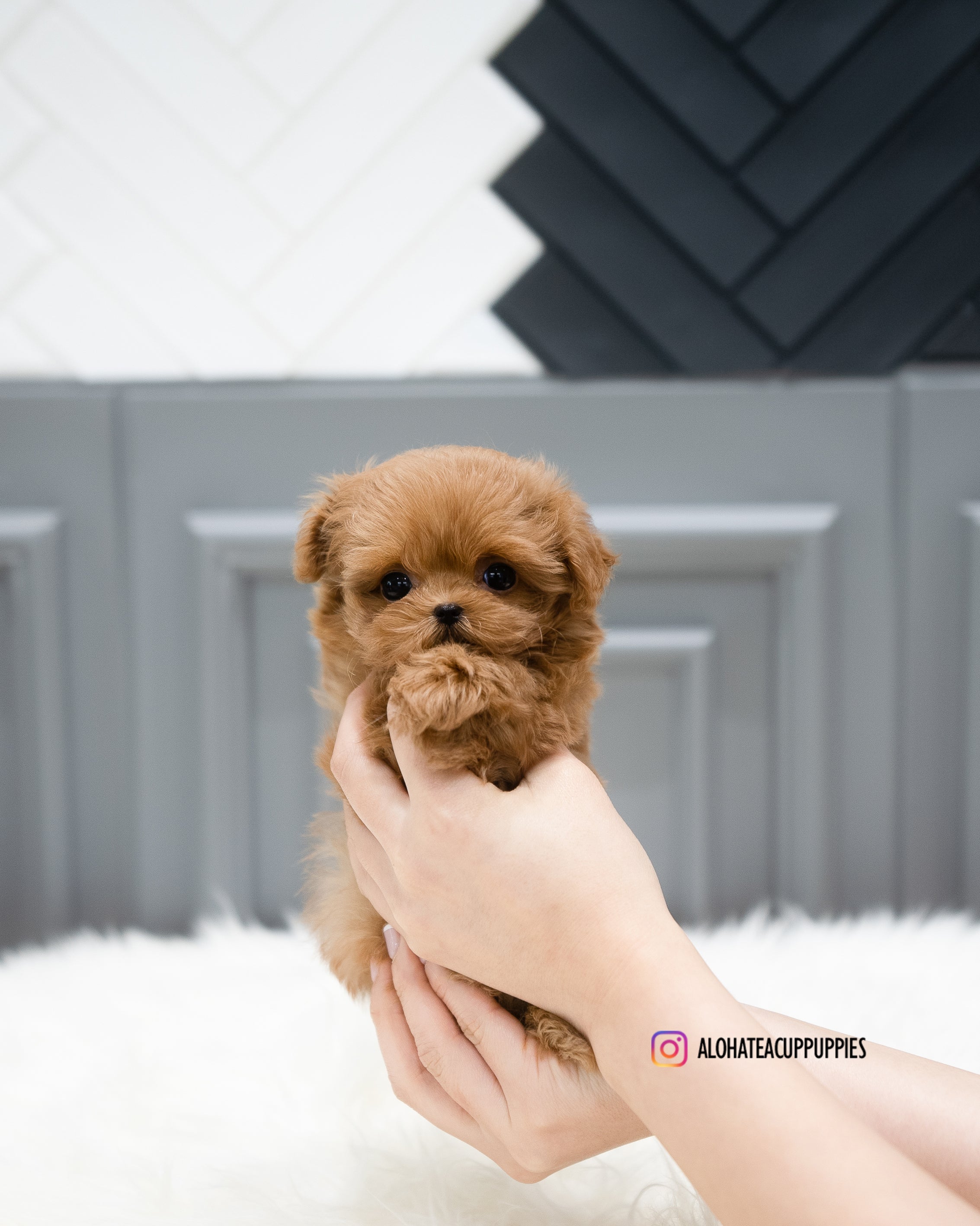 Nova [TEACUP MALTIPOO]
