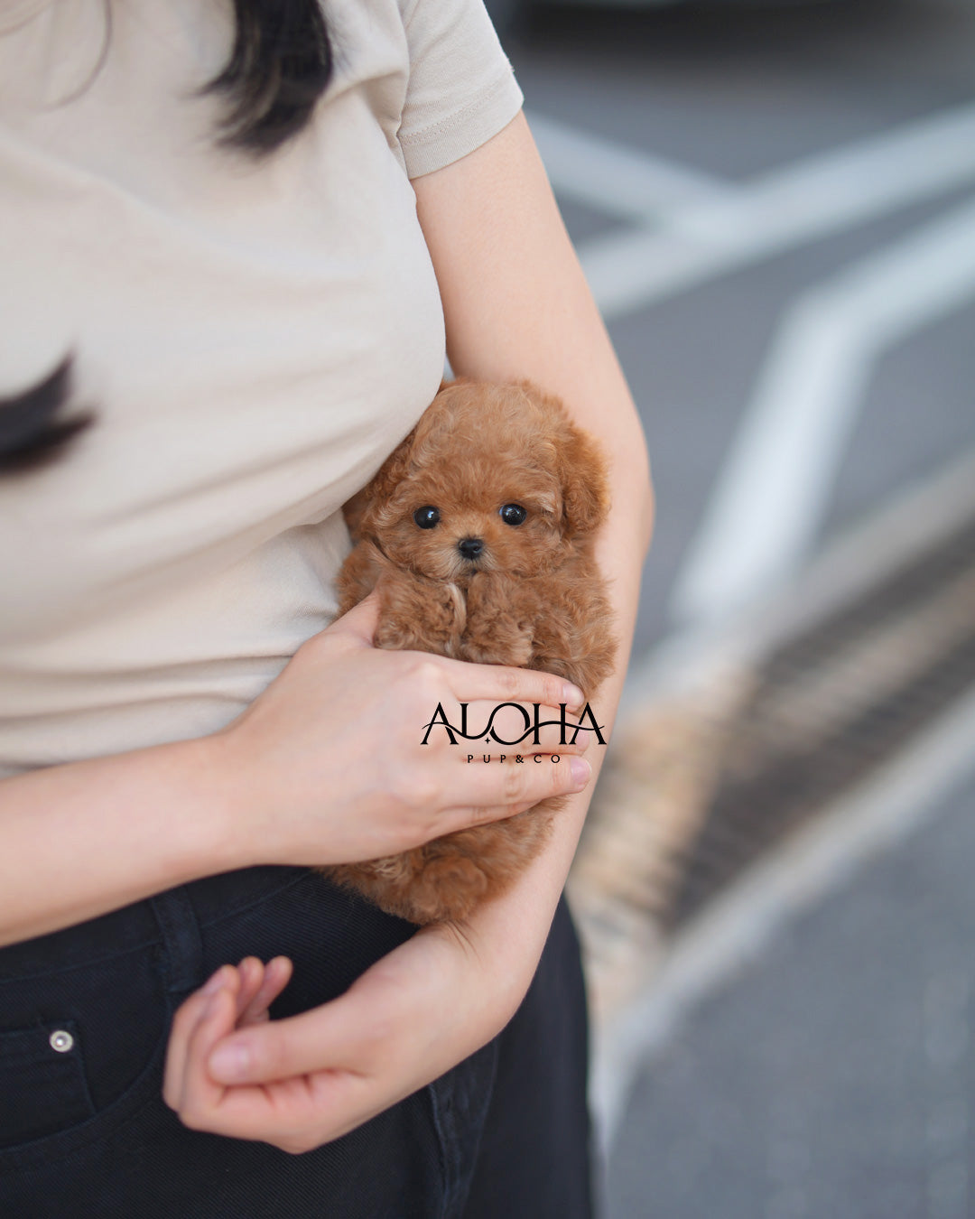 Cara [TEACUP POODLE]