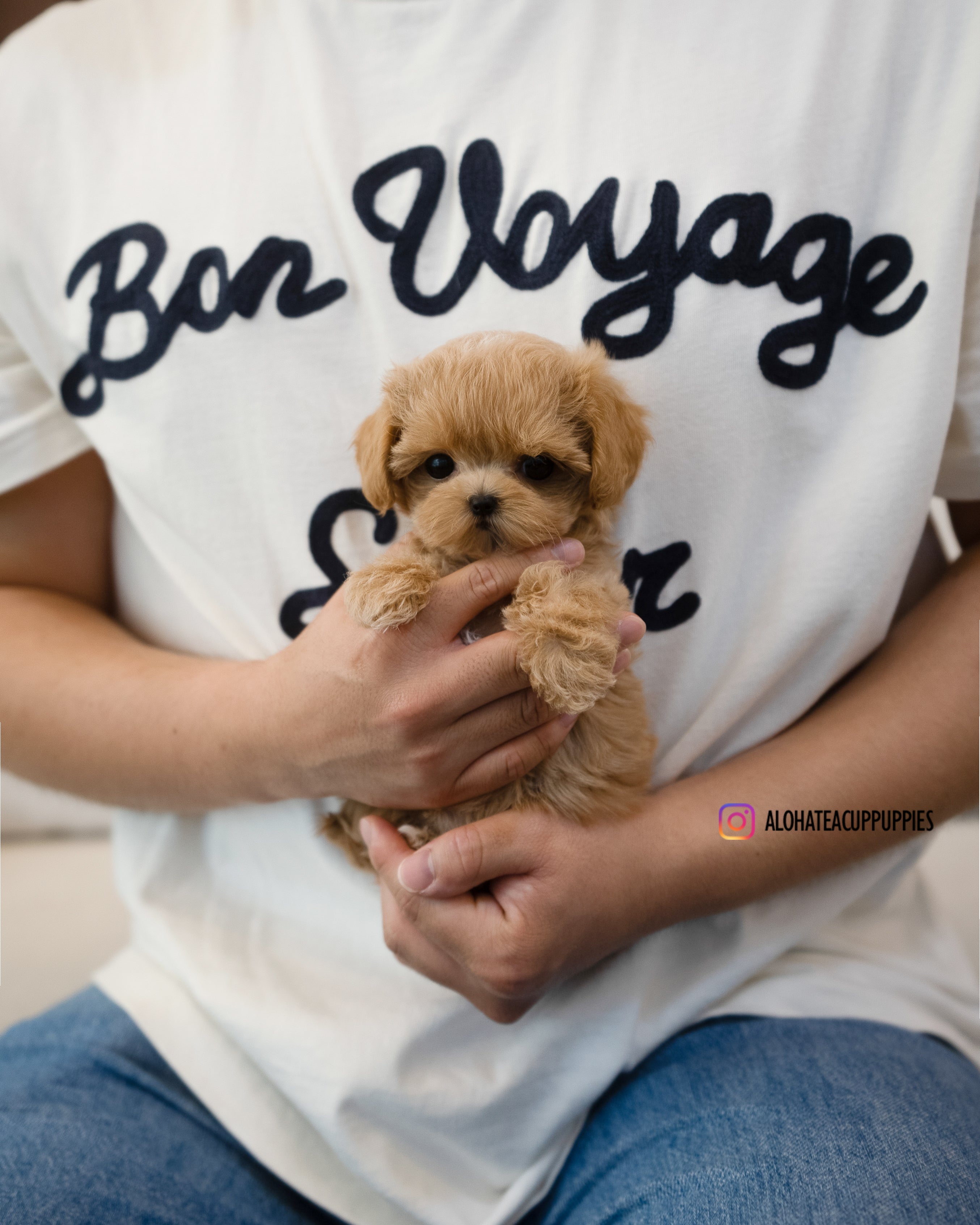 Amber [TEACUP MALTIPOO]