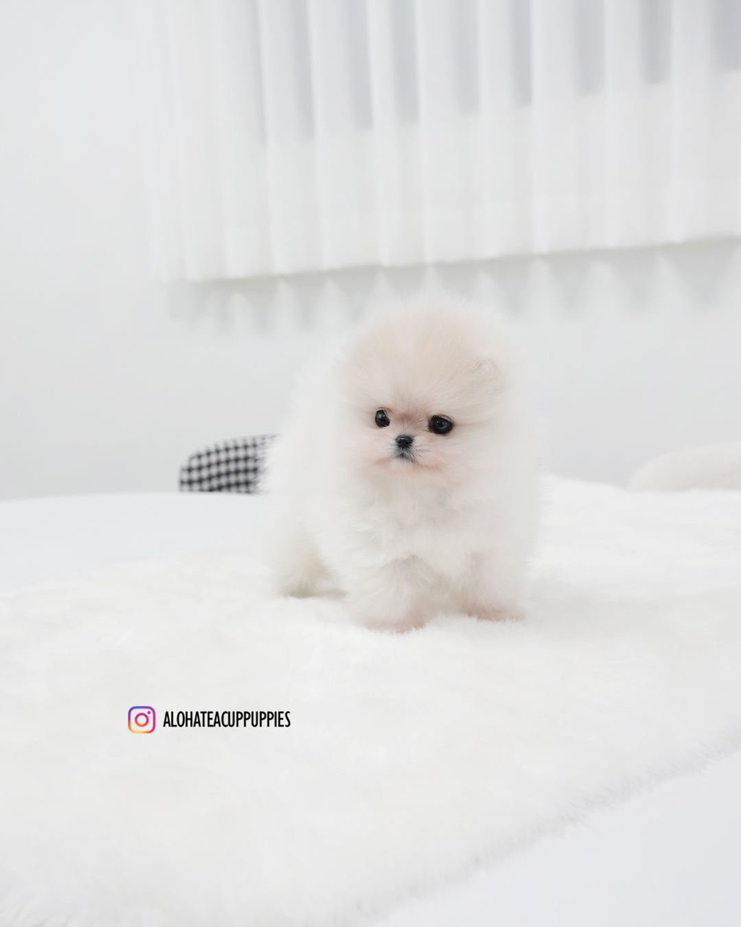 Sam [POMERANIA TAZA DE TÉ]