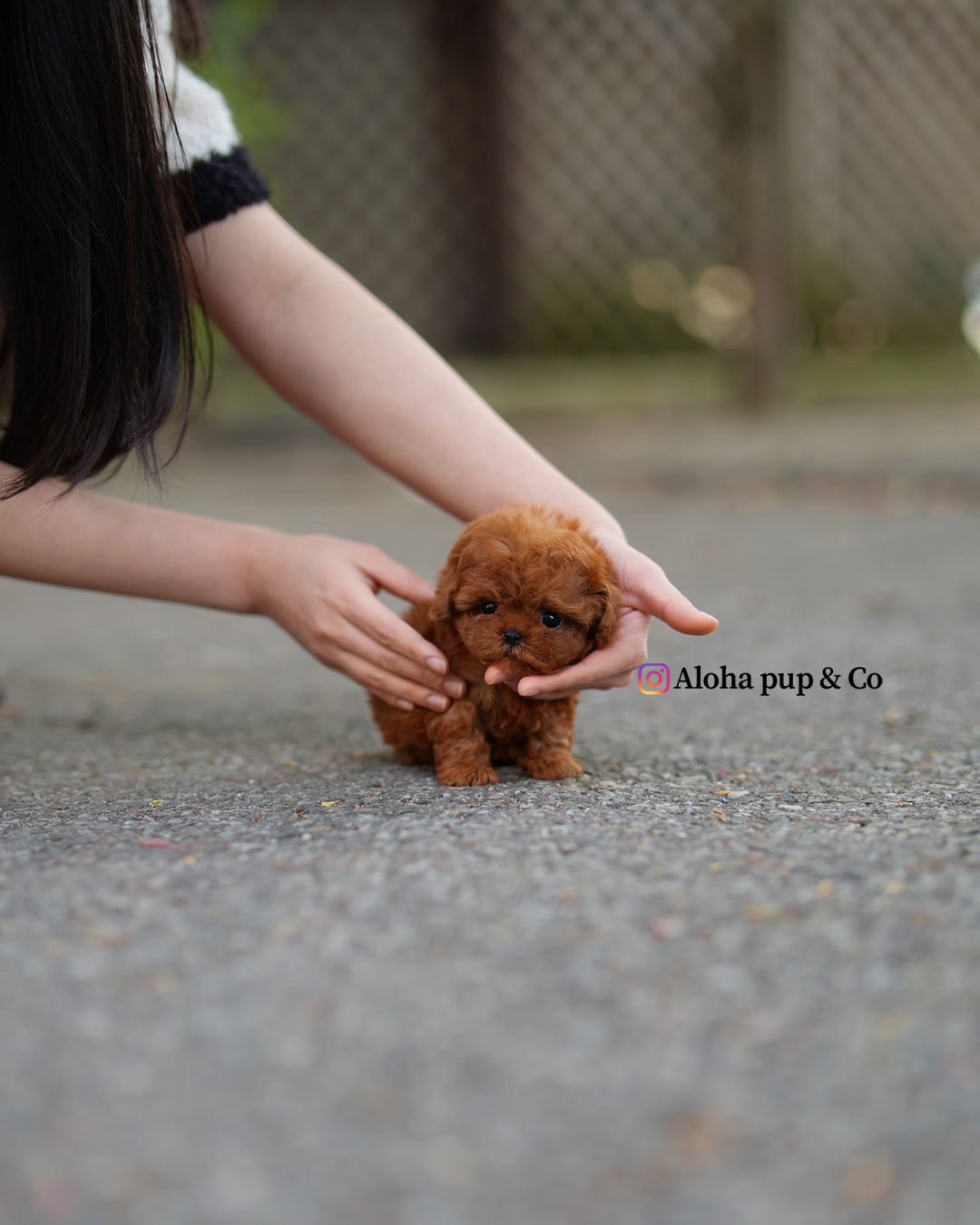 Gina [TEACUP POODLE]