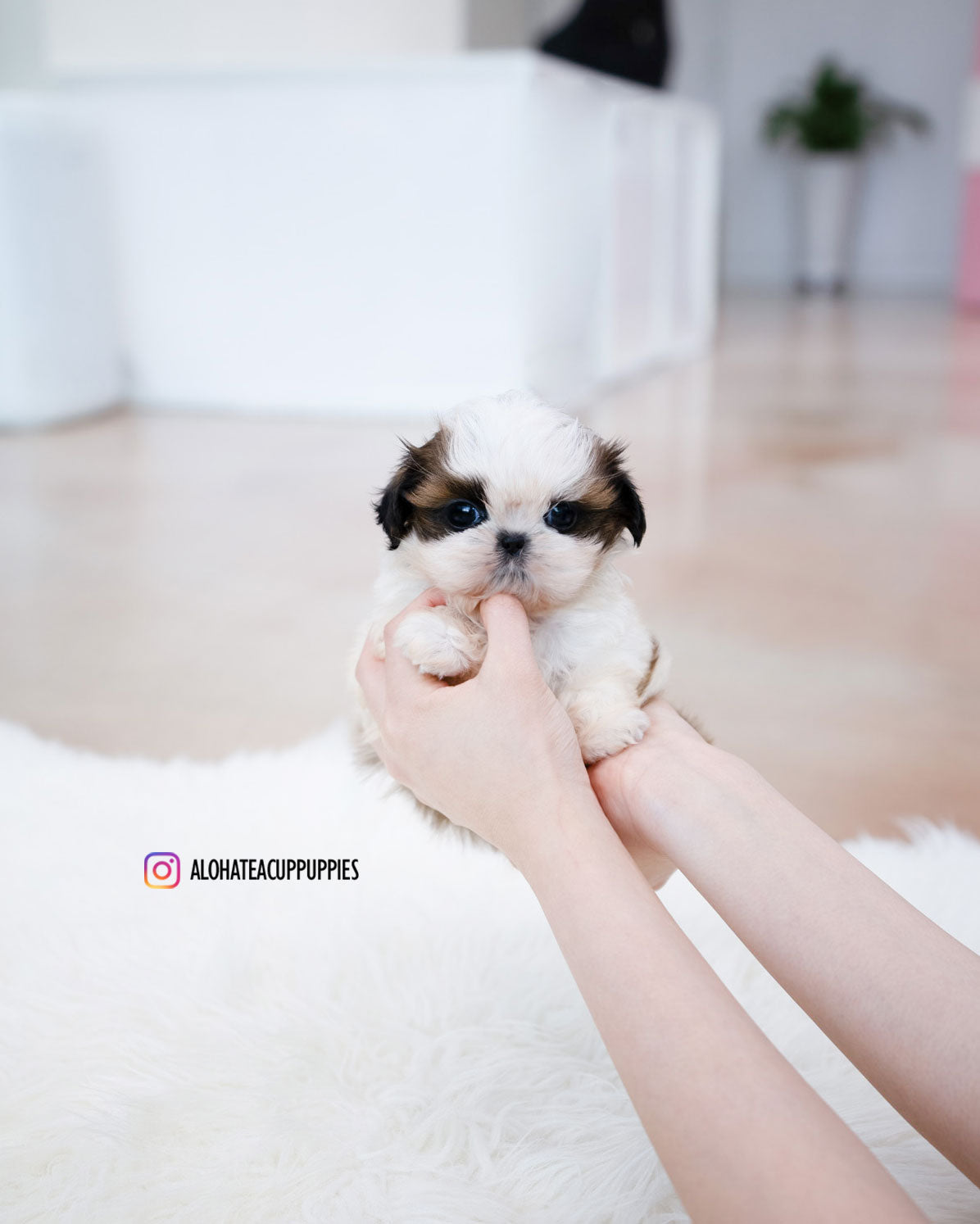 Jorro [Mini SHIHTZU]
