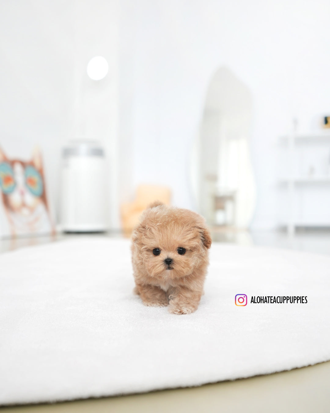 Paco [TEACUP MALTIPOO]