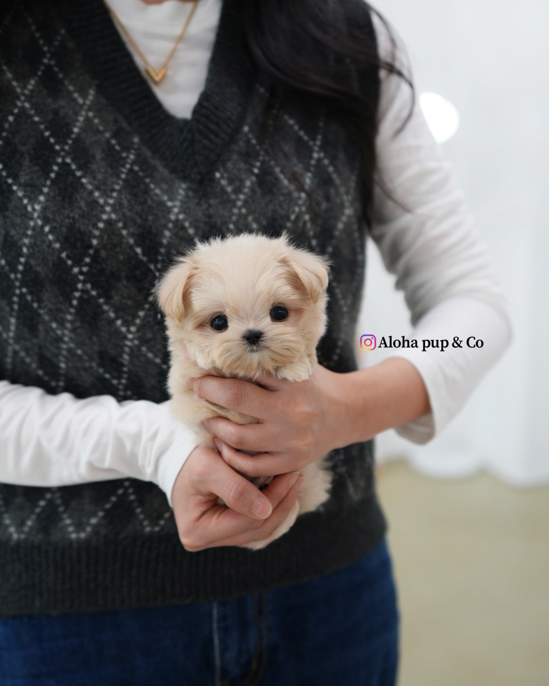 Eden [TEACUP MALTIPOO]