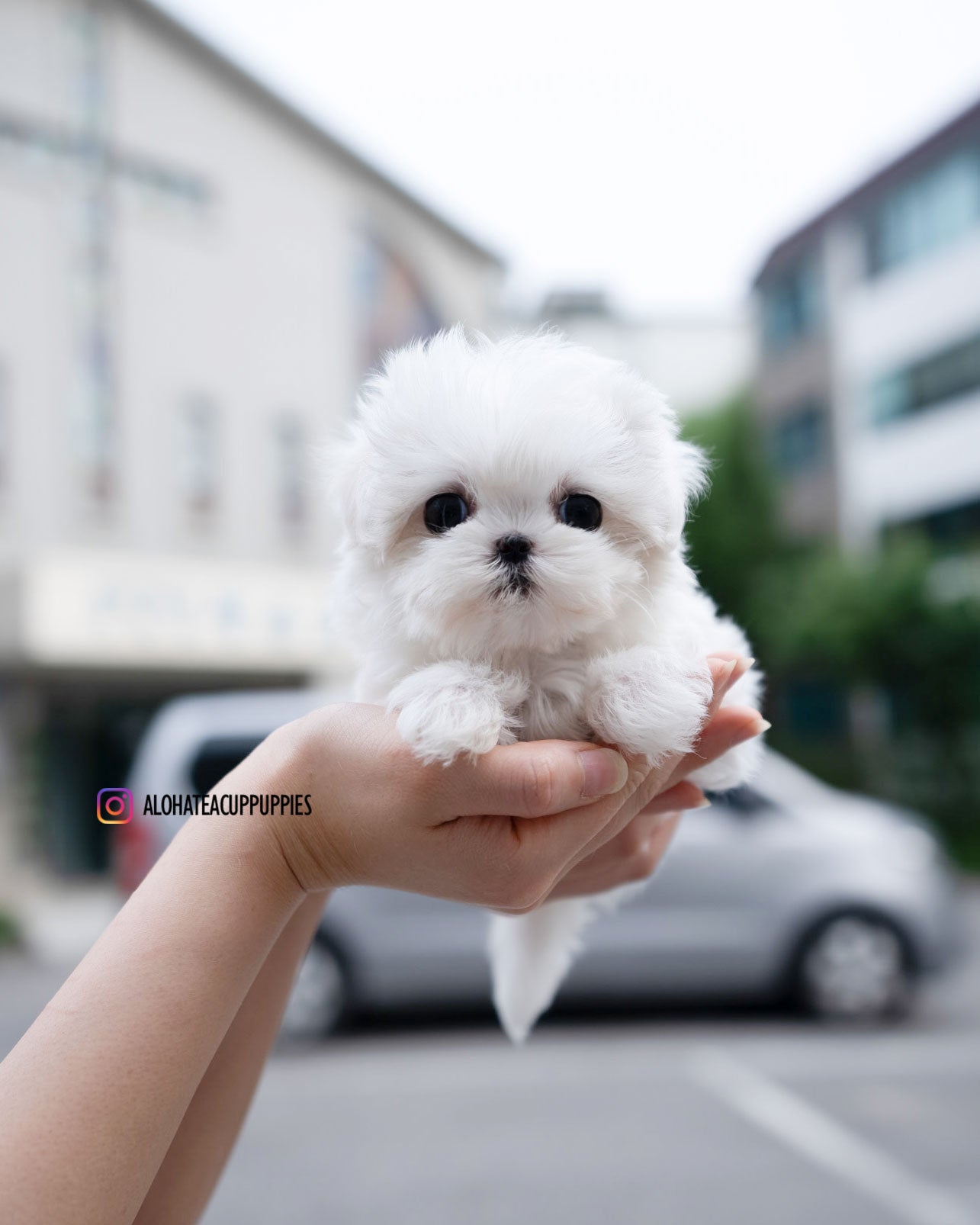 Demi [TEACUP MALTESE]