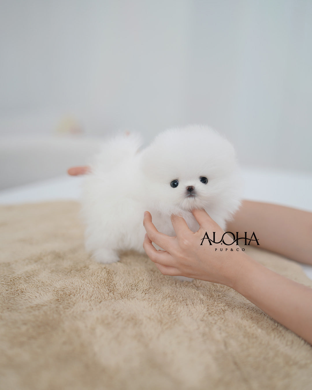 Anna [TEACUP POMERANIAN]