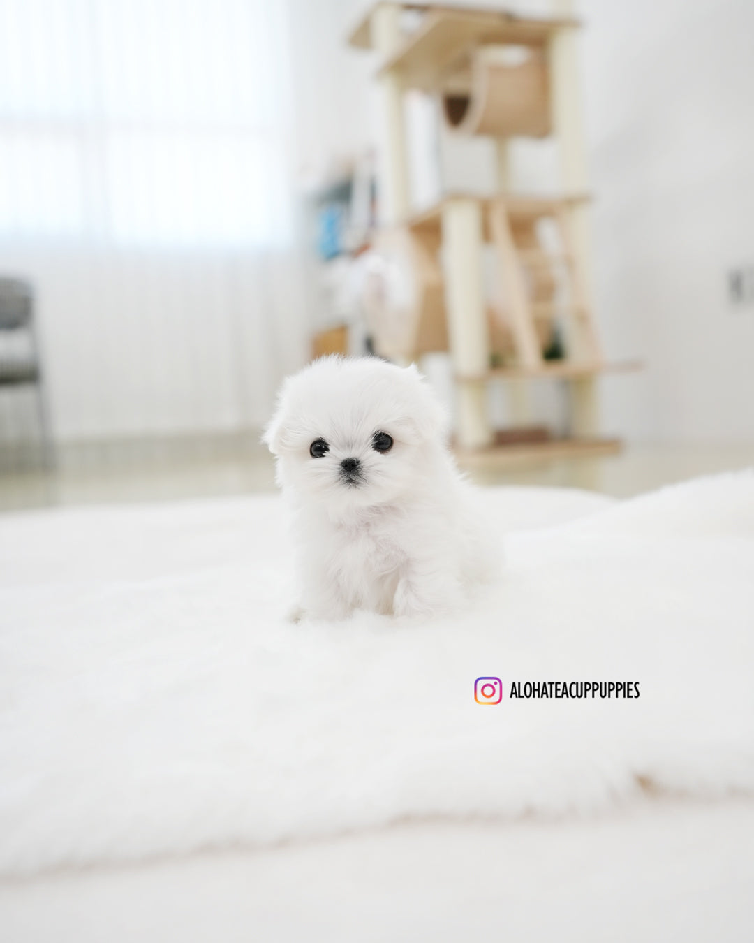 Juniper [TEACUP MALTESE]