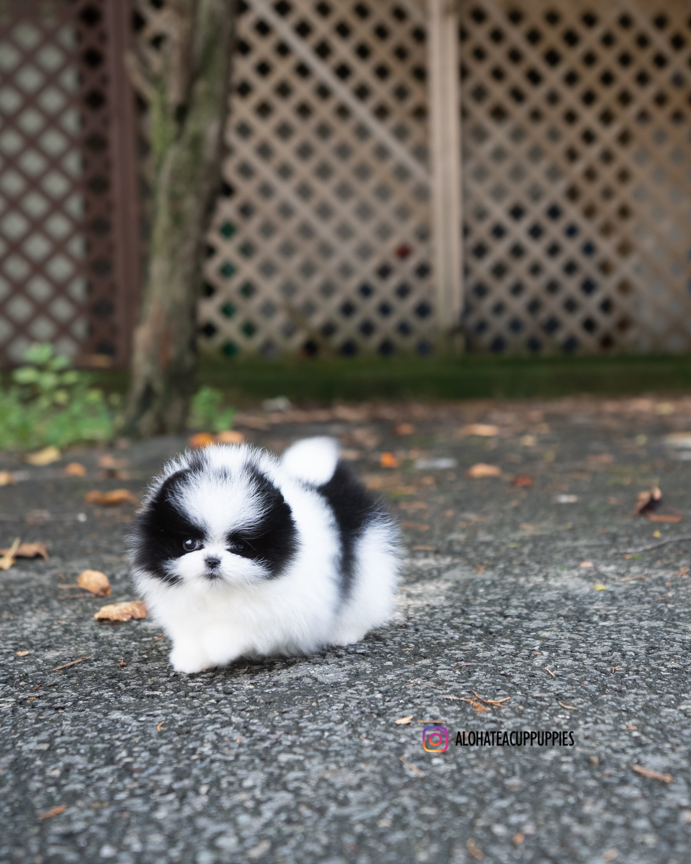 Nora [POMERANIA TAZA DE TÉ]