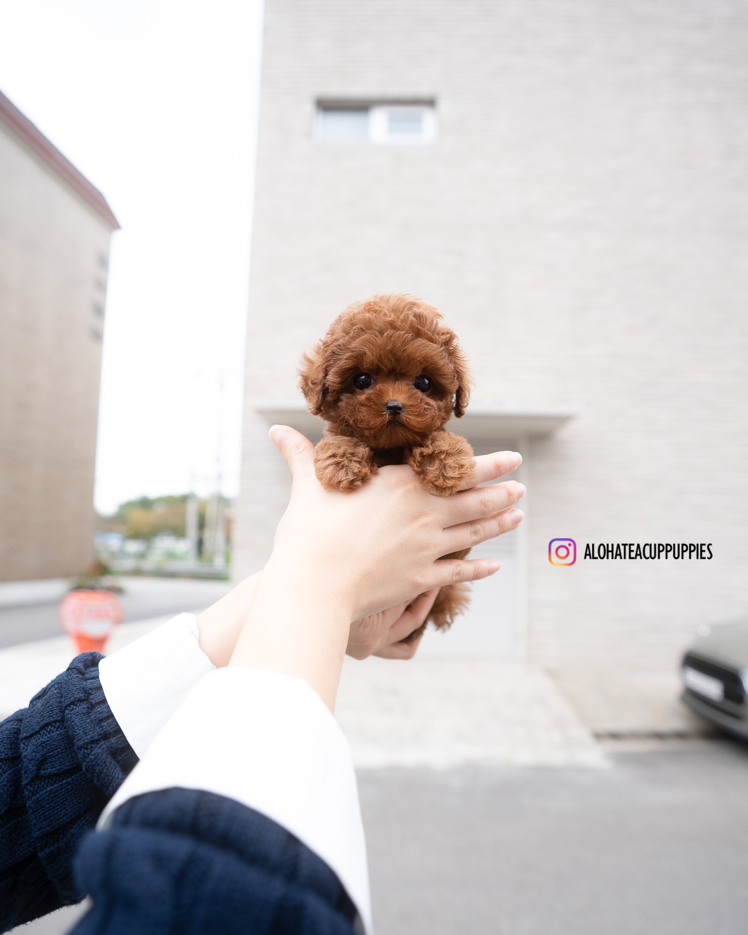 Jane [TEACUP POODLE]