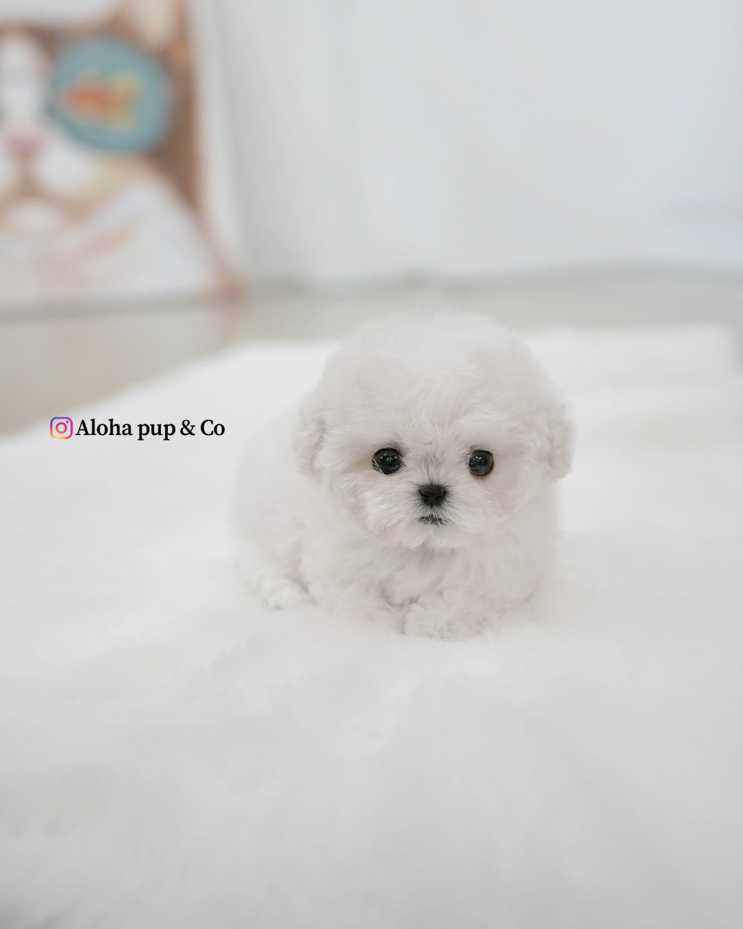 泡泡 [茶杯比熊犬]
