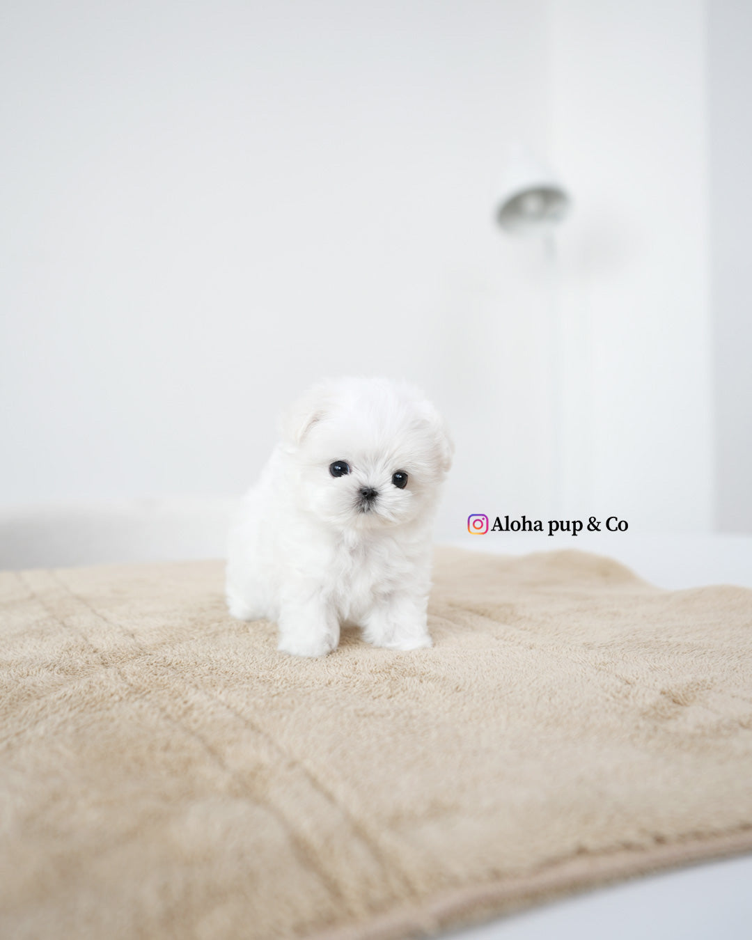 Leo [TEACUP MALTESE]