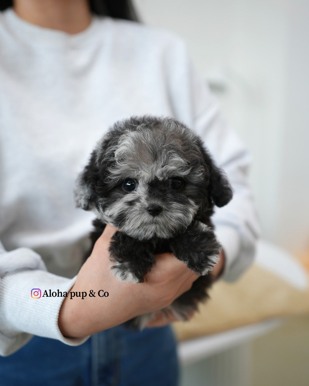 Molly [TEACUP POODLE]
