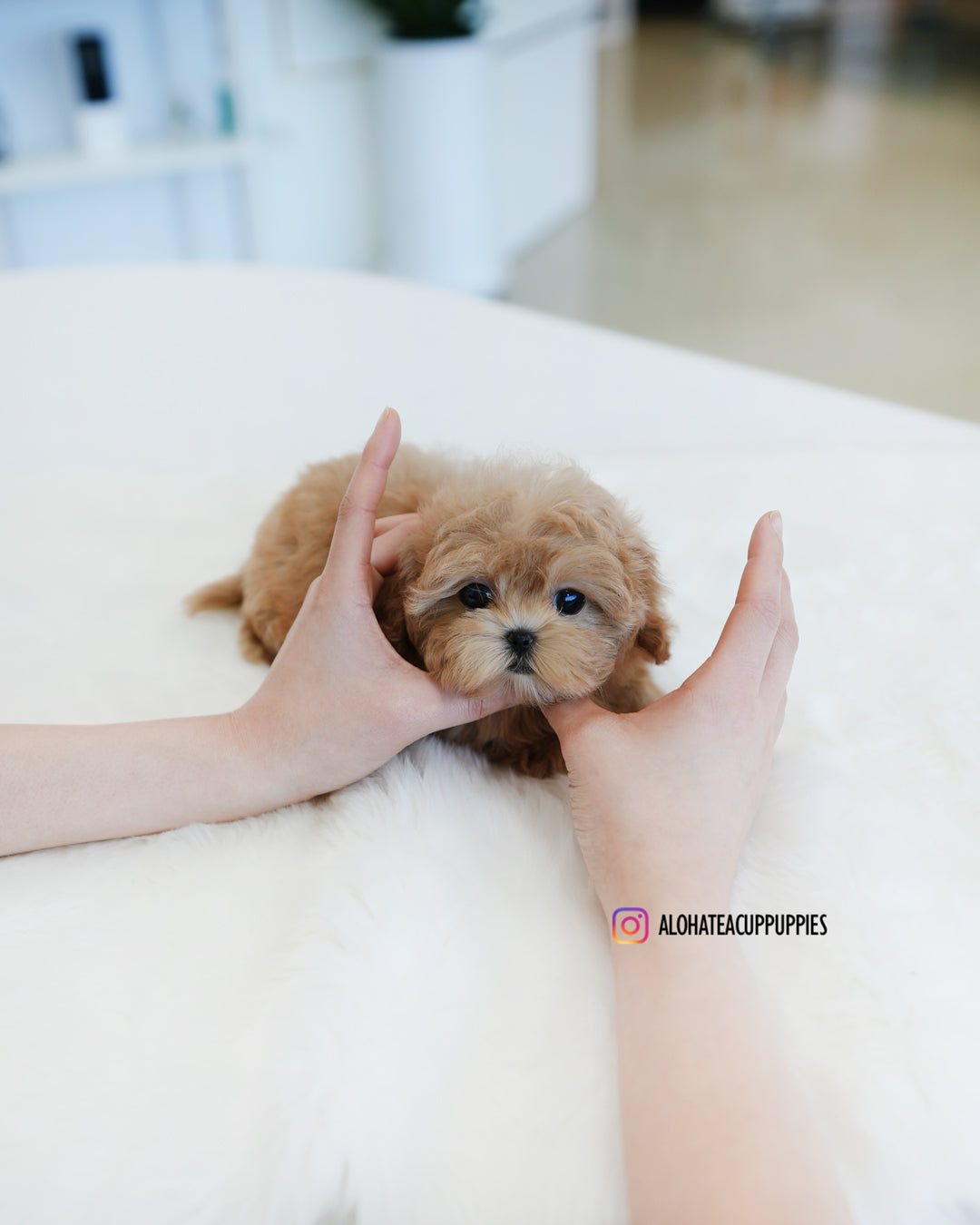 Ann [TEACUP MALTIPOO]