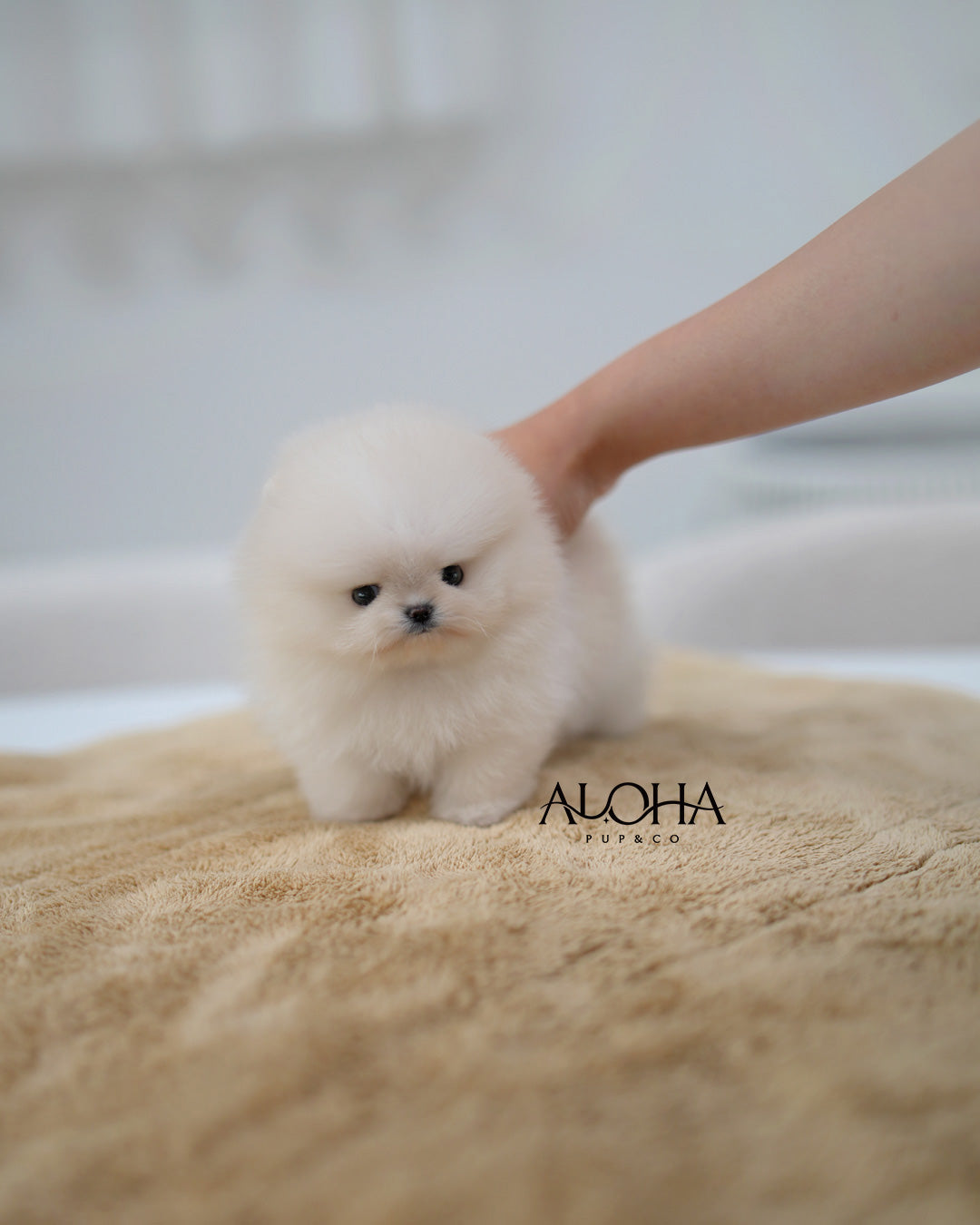 Cody [TEACUP POMERANIAN]