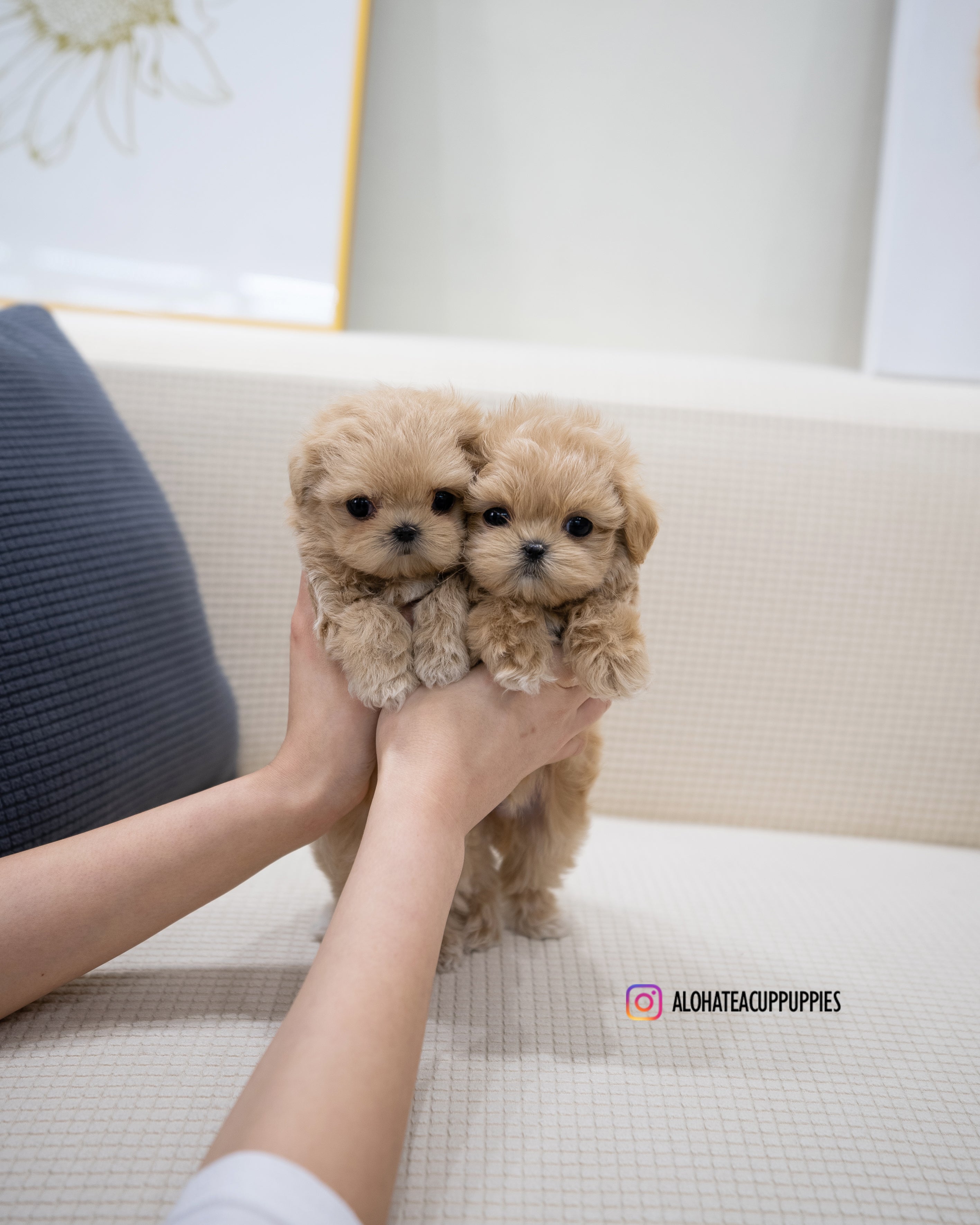 Wayne [TEACUP MALTIPOO]