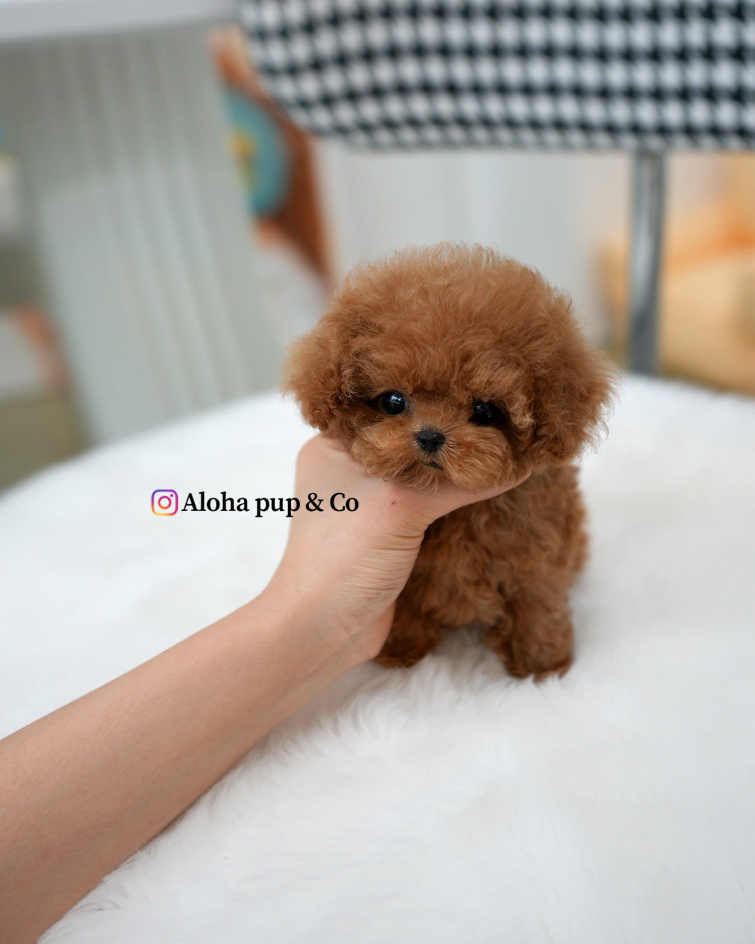 Ronnie [TEACUP POODLE]
