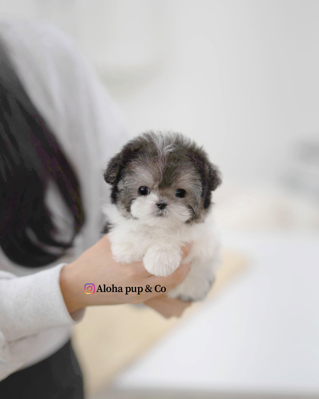 Vant [TEACUP POODLE]