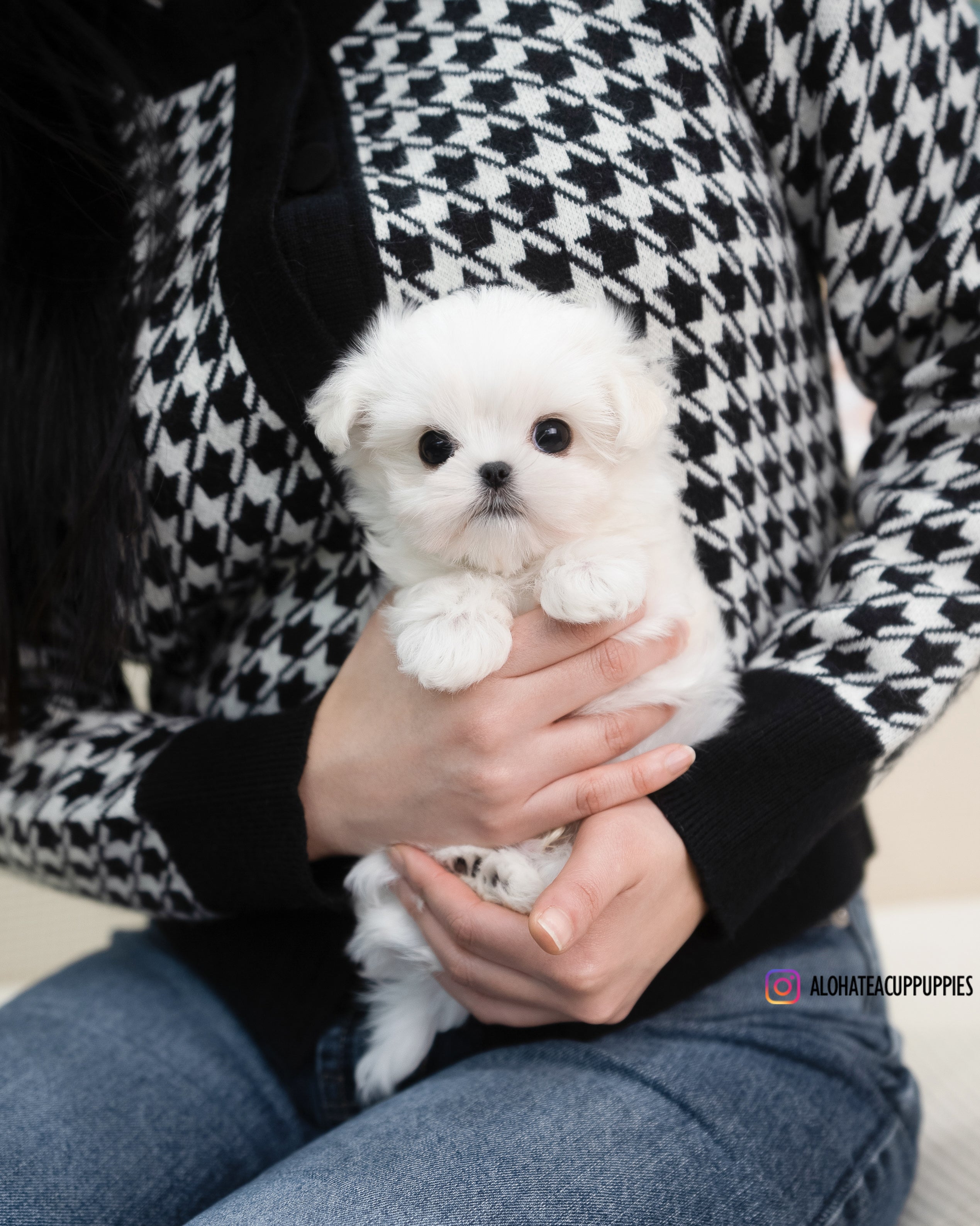 Terry [TEACUP MALTESE]