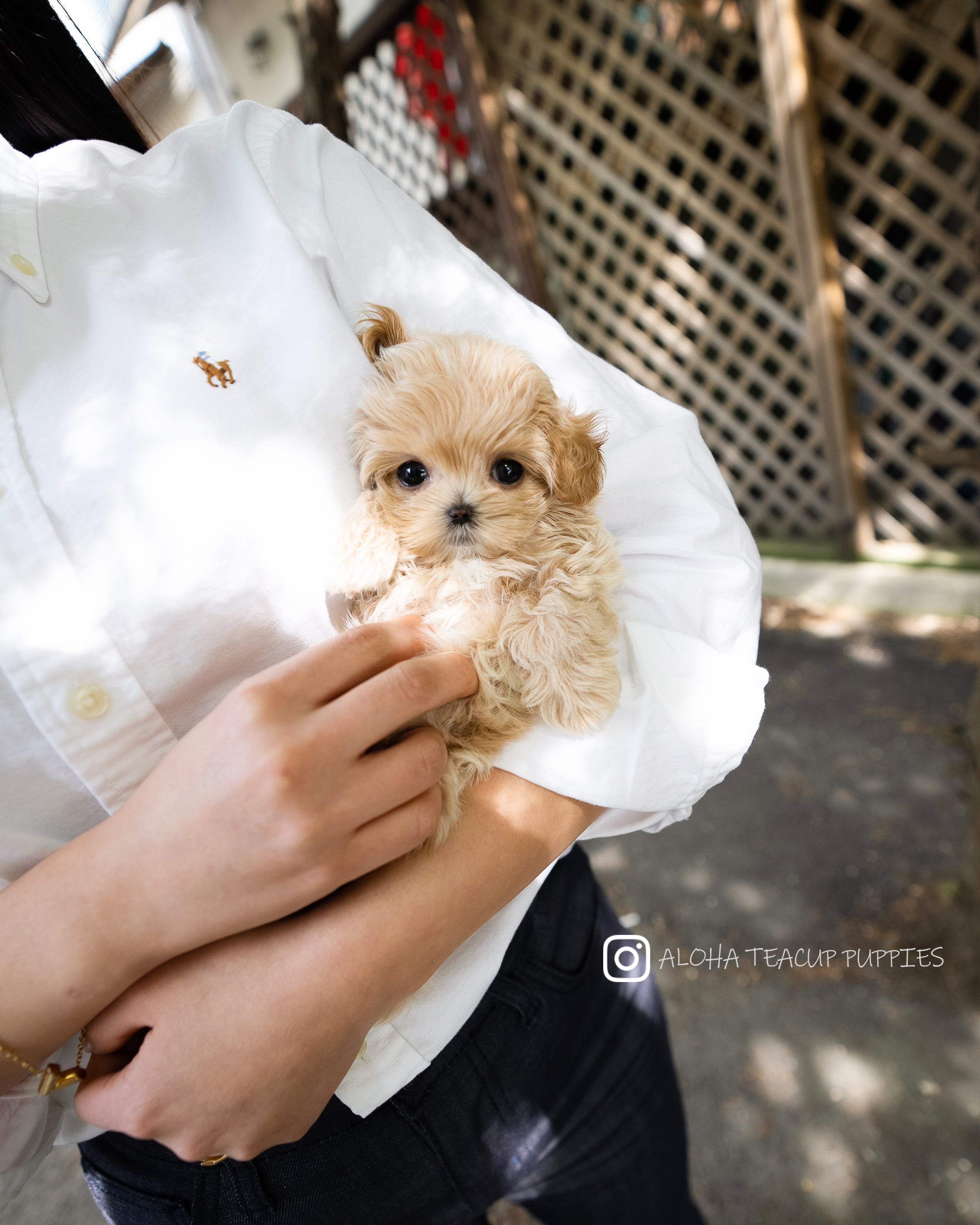 Darcy [TEACUP MALTIPOO]