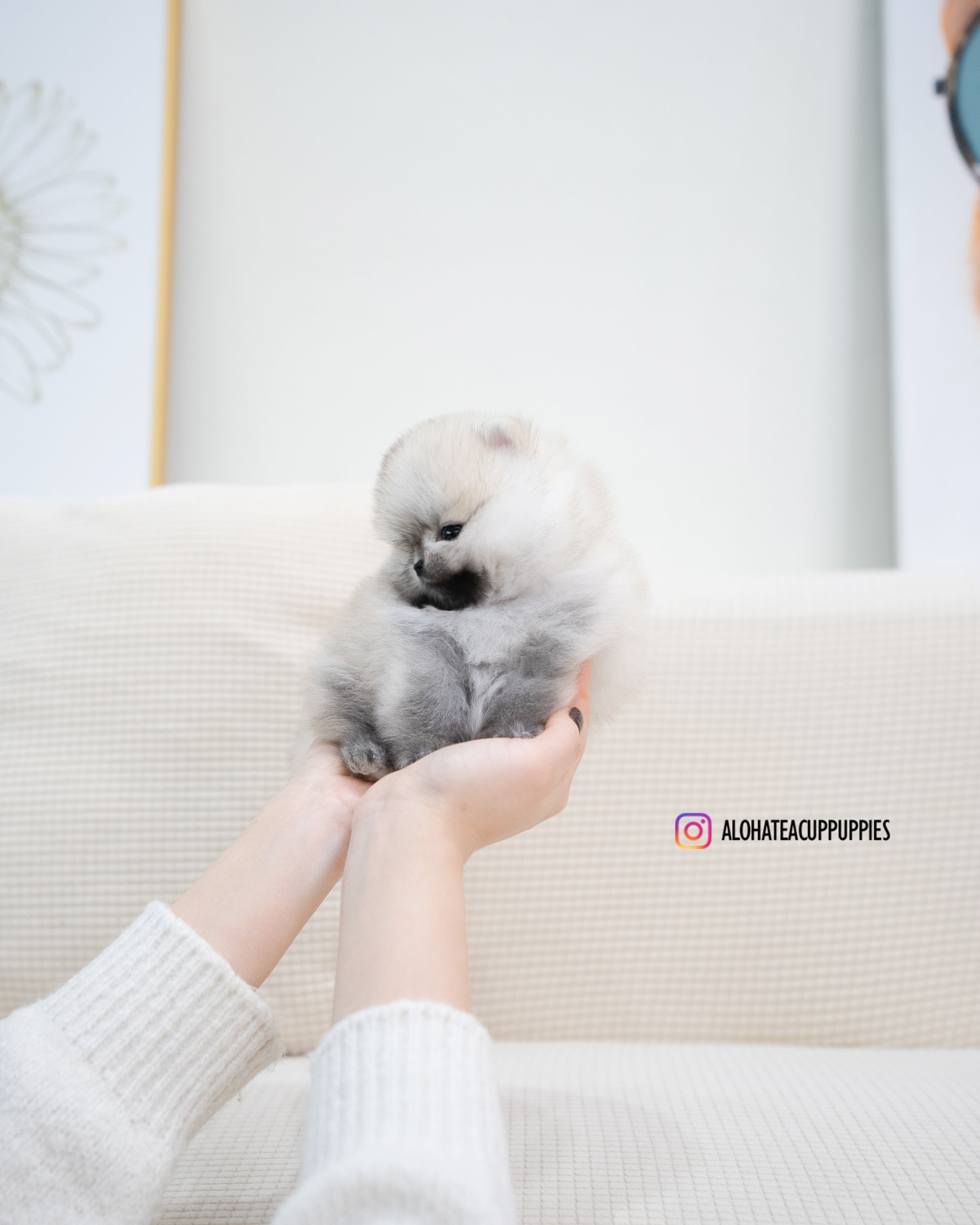 Tommy [POMERANIA TAZA DE TÉ]