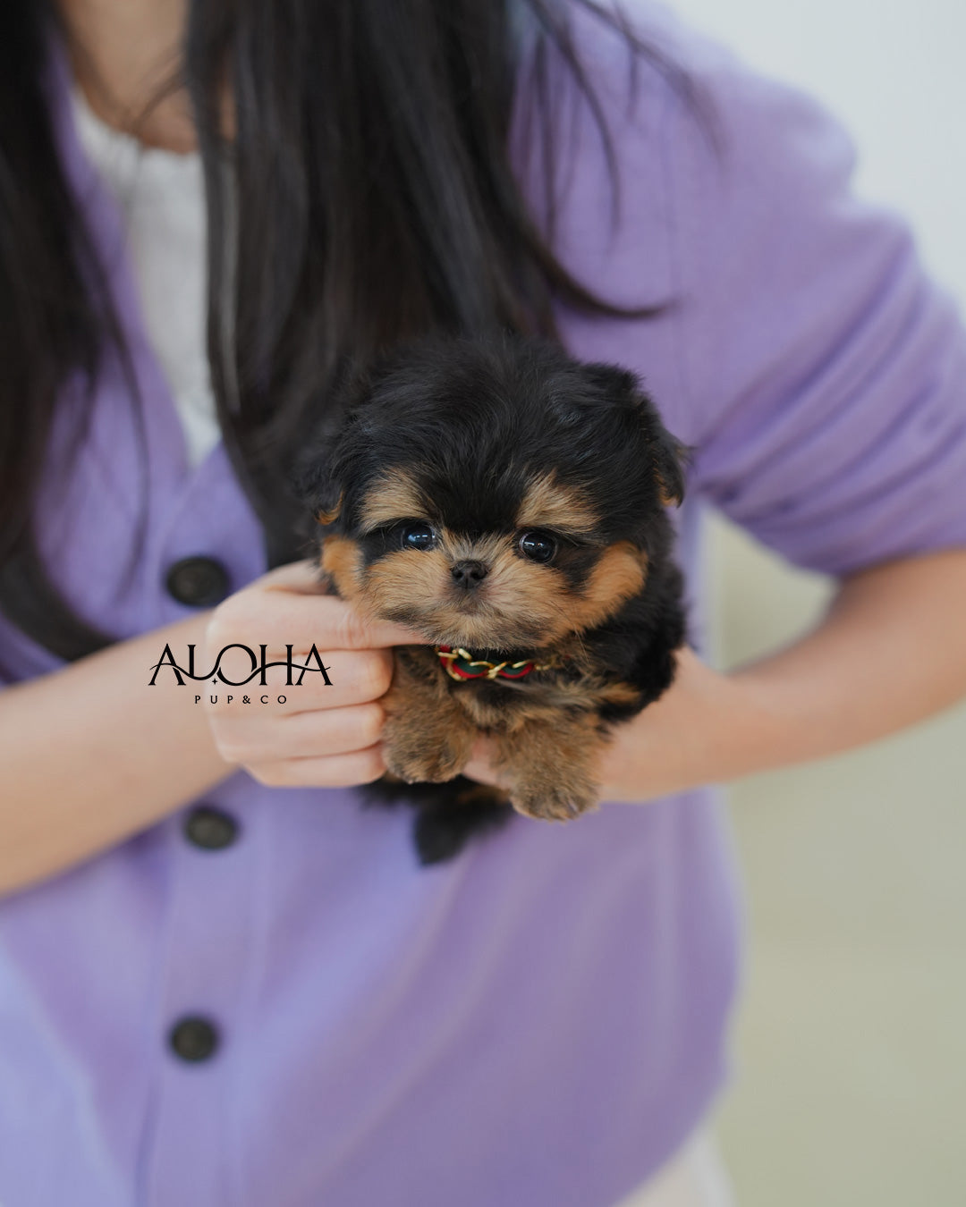 Cola [TEACUP MALTIPOO]