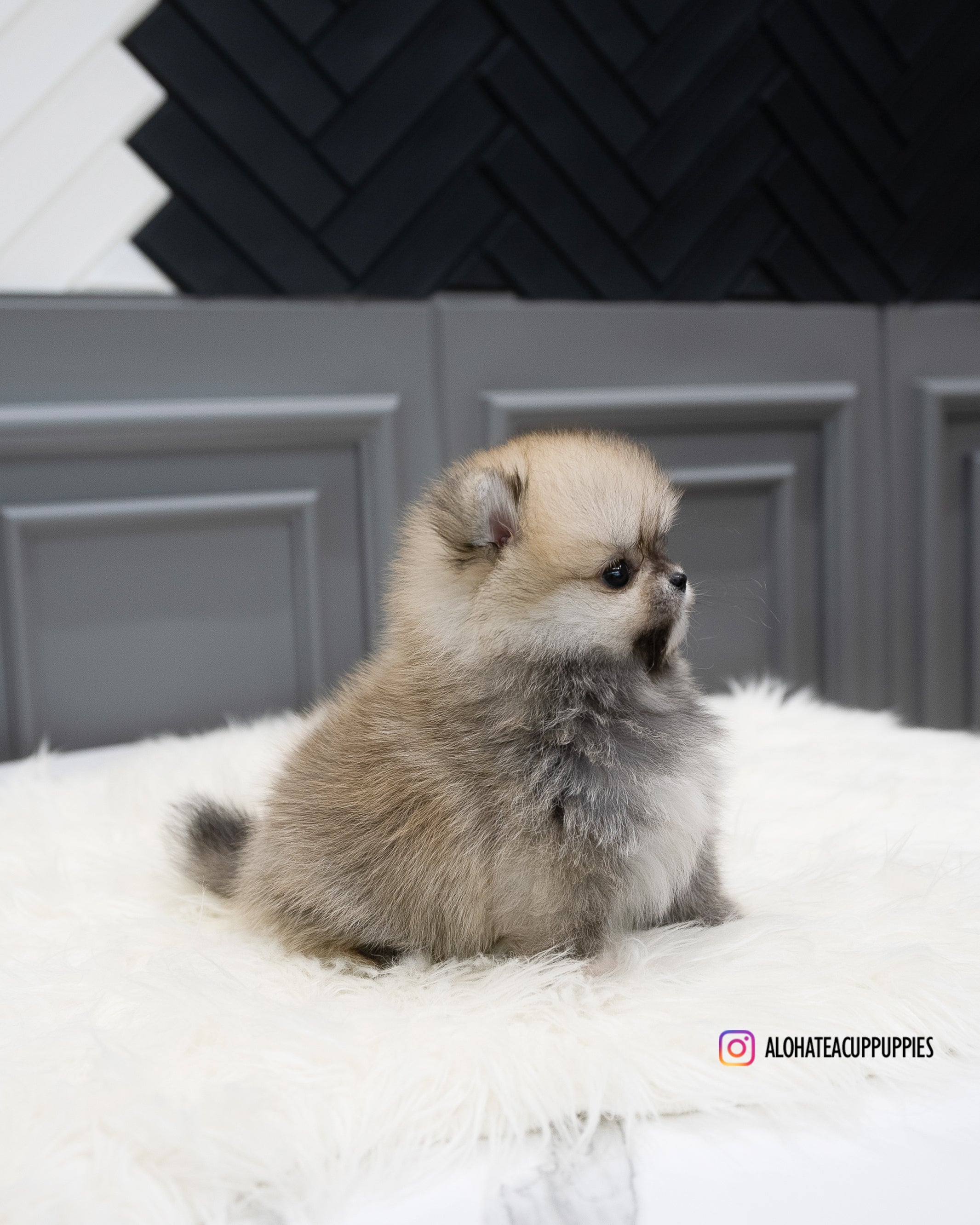 Stacy [POMERANIA TAZA DE TÉ]