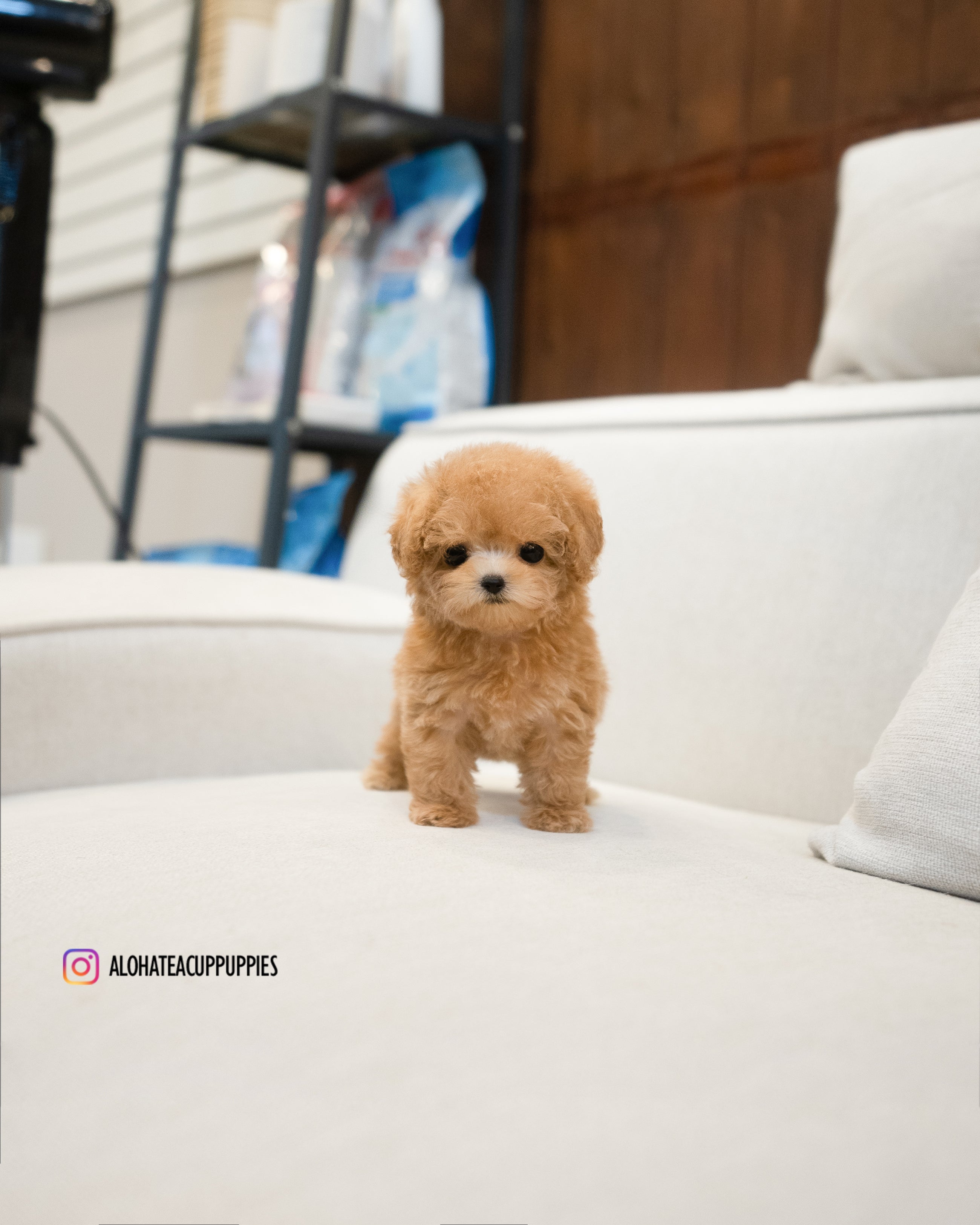Joe [TEACUP POODLE]