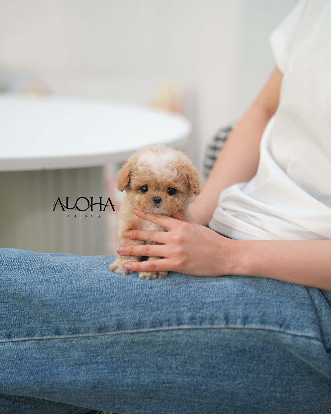 Berry [TEACUP MALTIPOO]