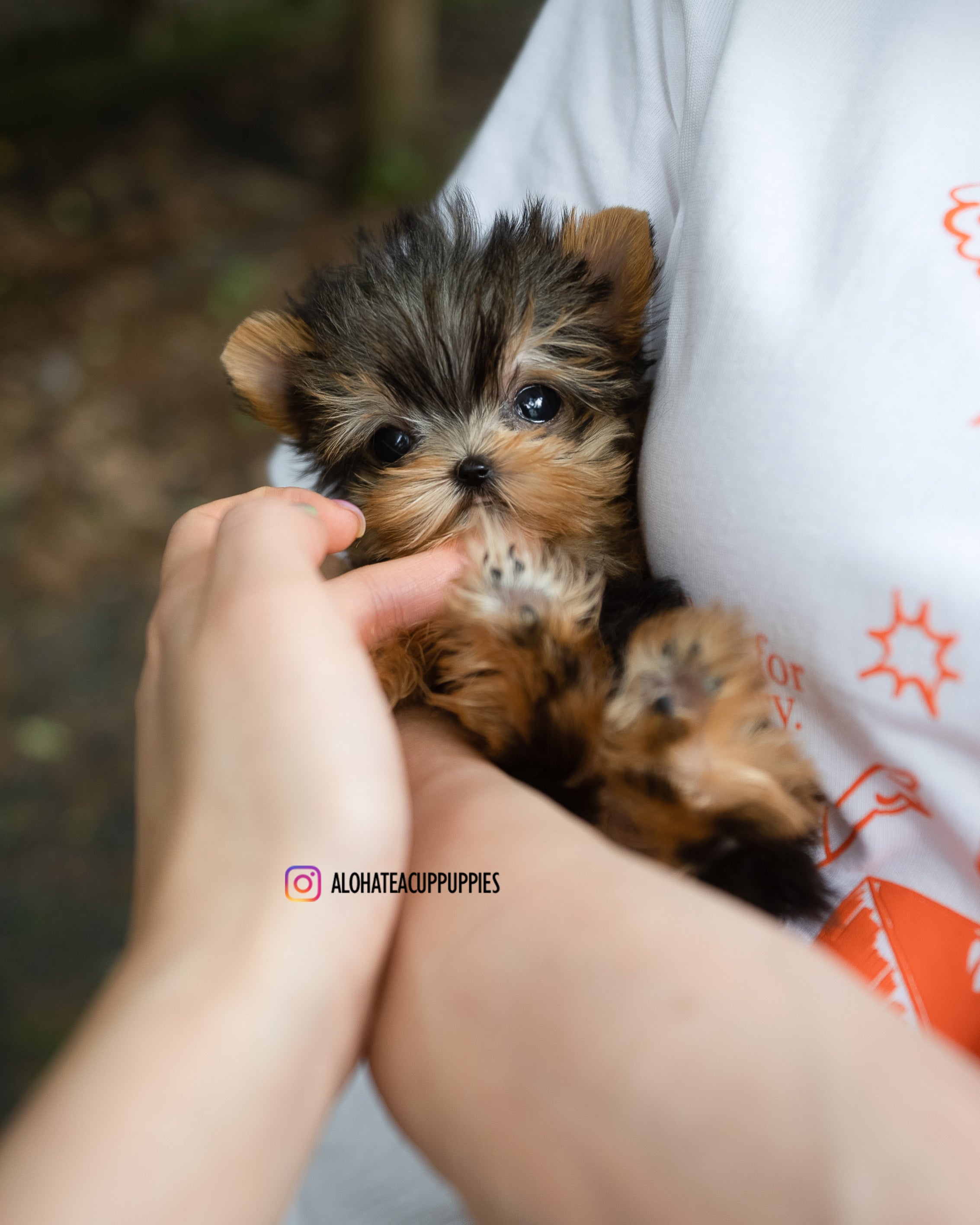 Kitkat [TEACUP YORKIE]