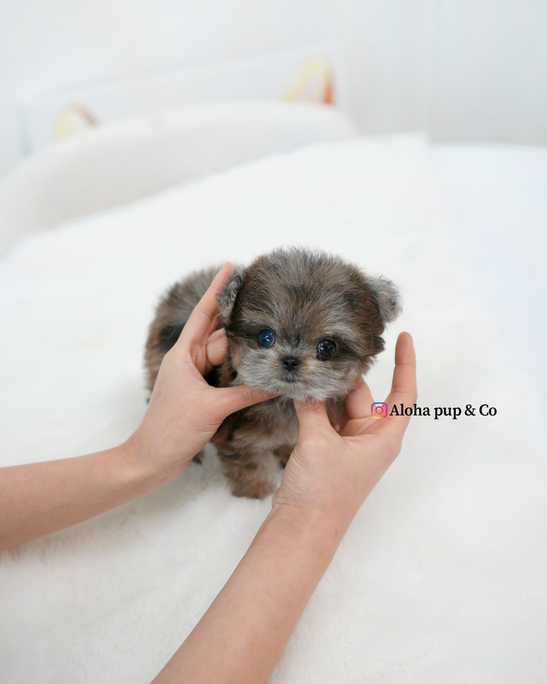 Denny [TEACUP Maltipom]