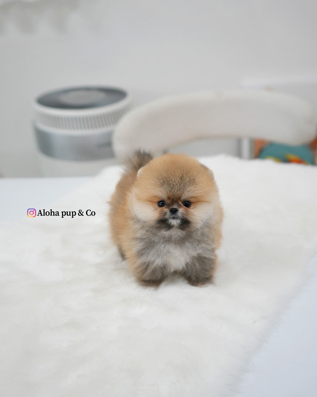 Lexi [POMERANIA TAZA DE TÉ]