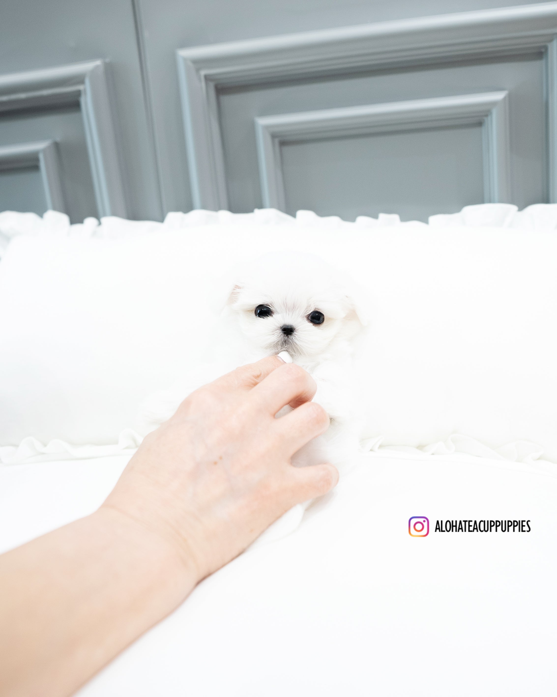 Snow [TEACUP MALTESE]