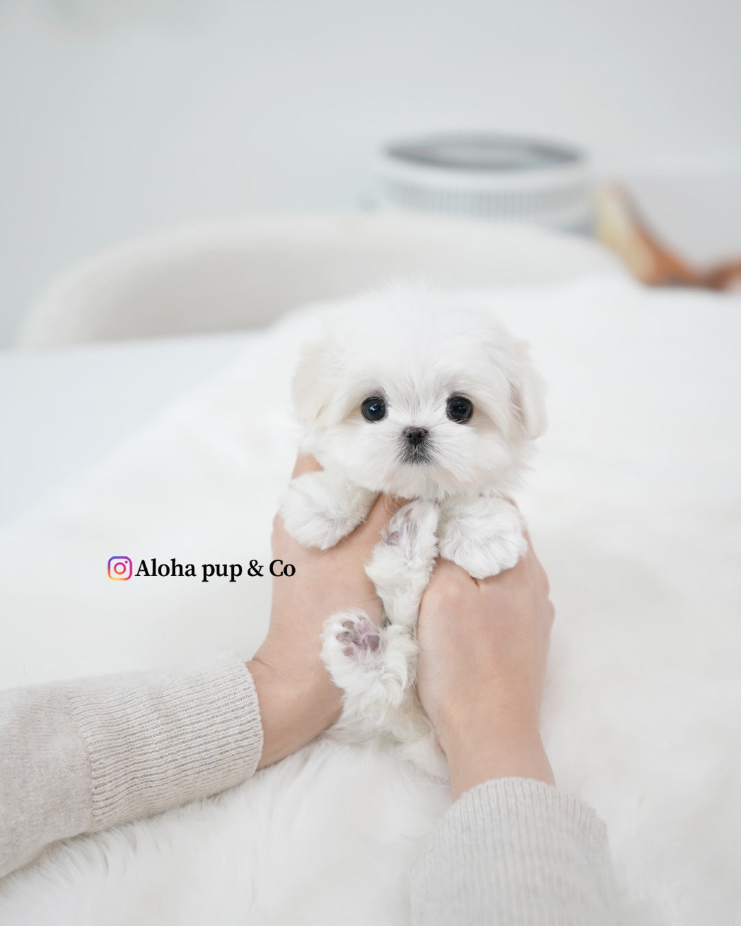 Lia [TEACUP MALTESE]