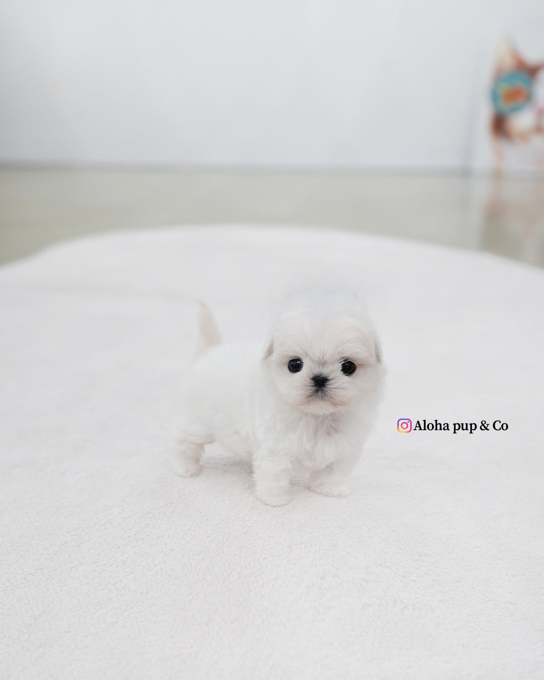 Honey [TEACUP MALTESE]