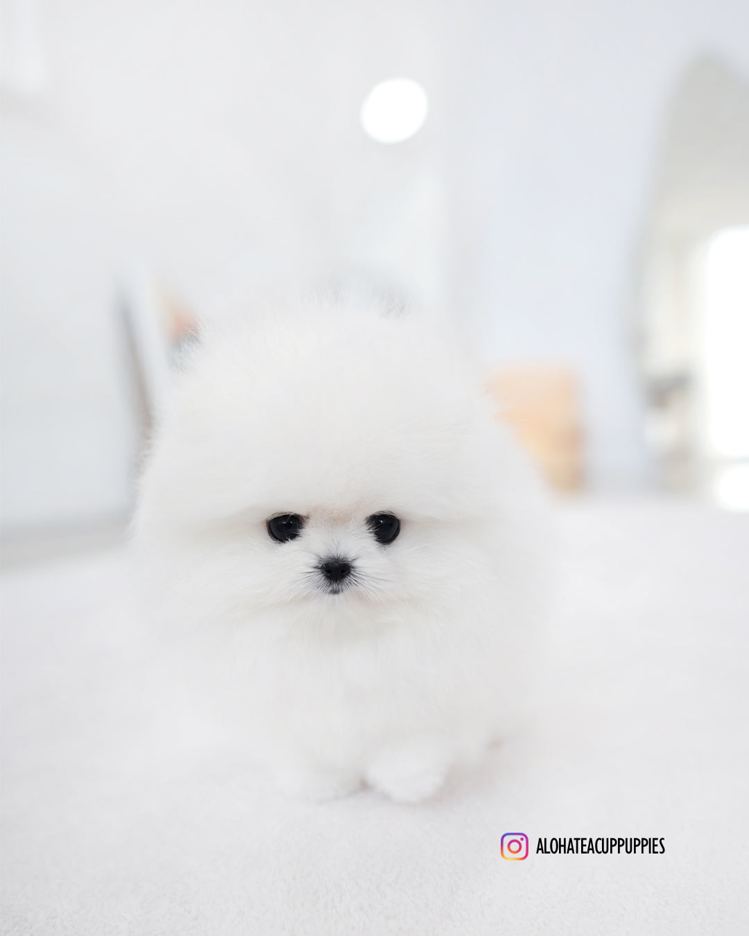 莉娜 [茶杯博美犬]