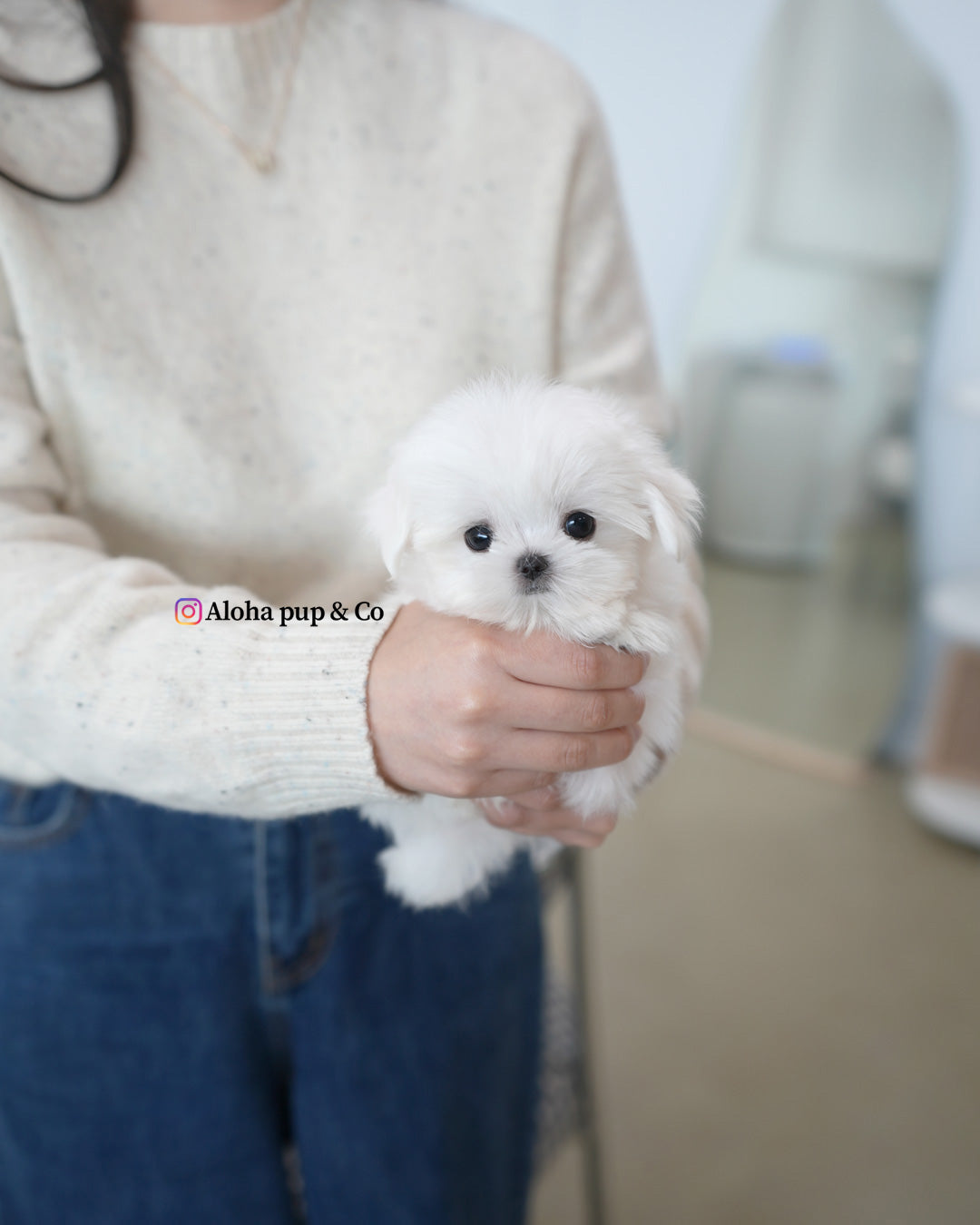 Lulu [TEACUP MALTESE]