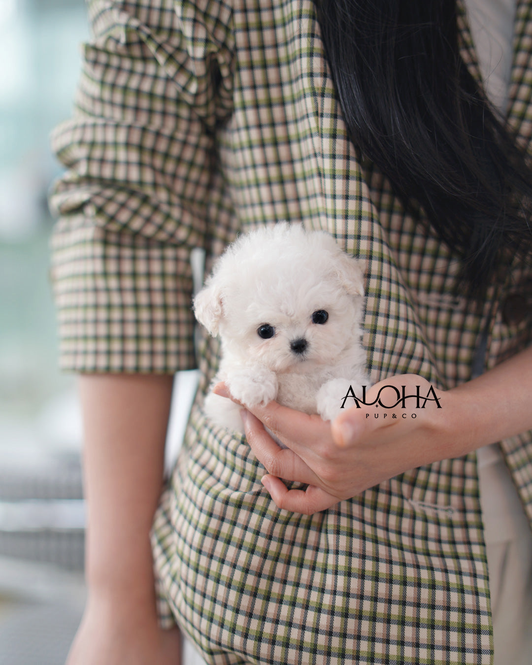 Ami [TEACUP POODLE]