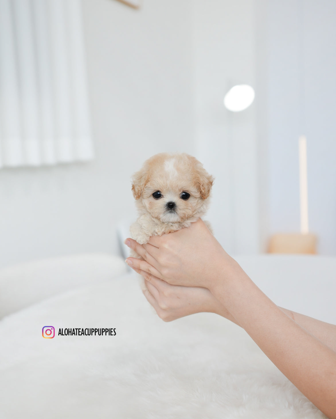 Cheese [TEACUP MALTIPOO]