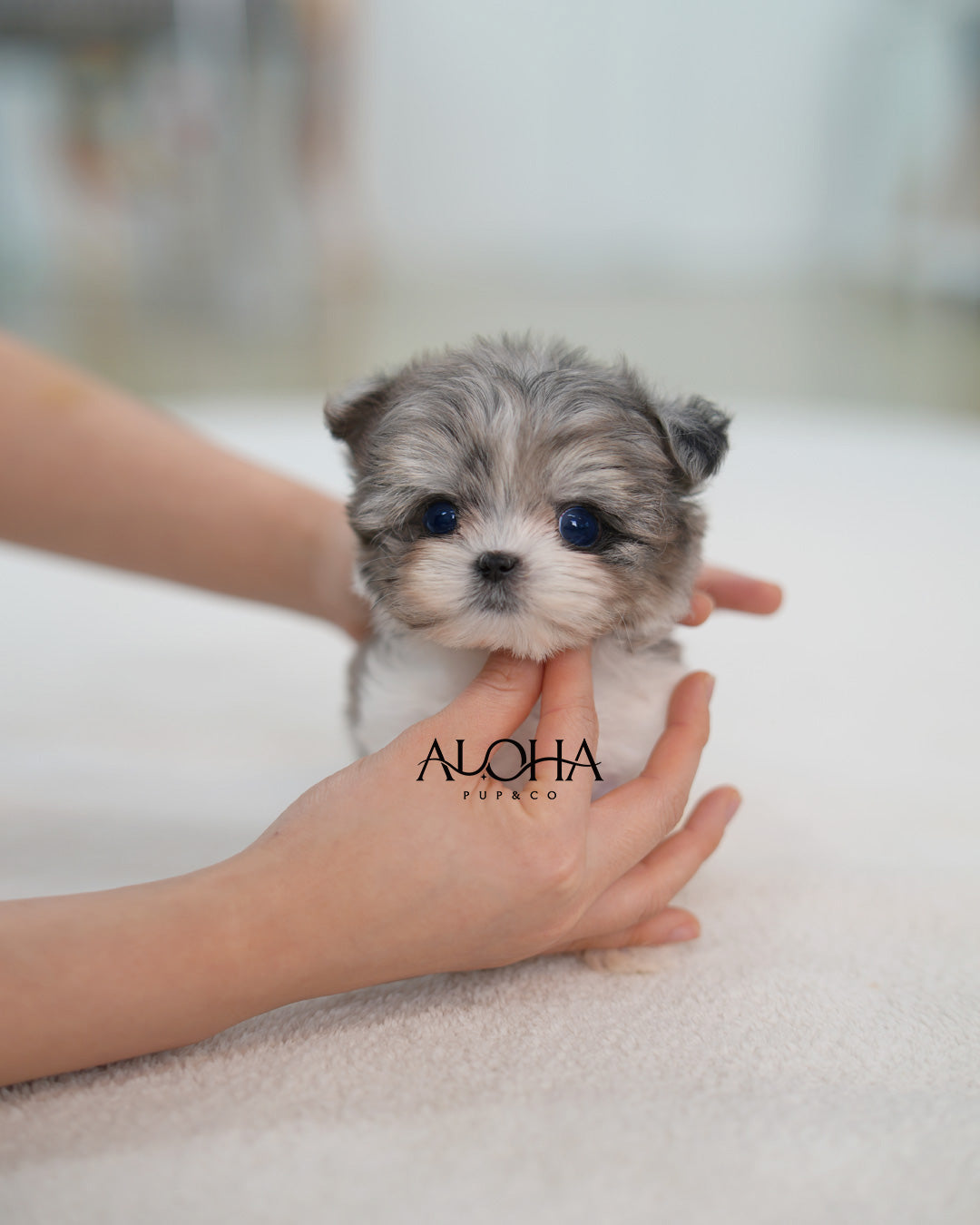 Felix [TEACUP MALTIPOO]