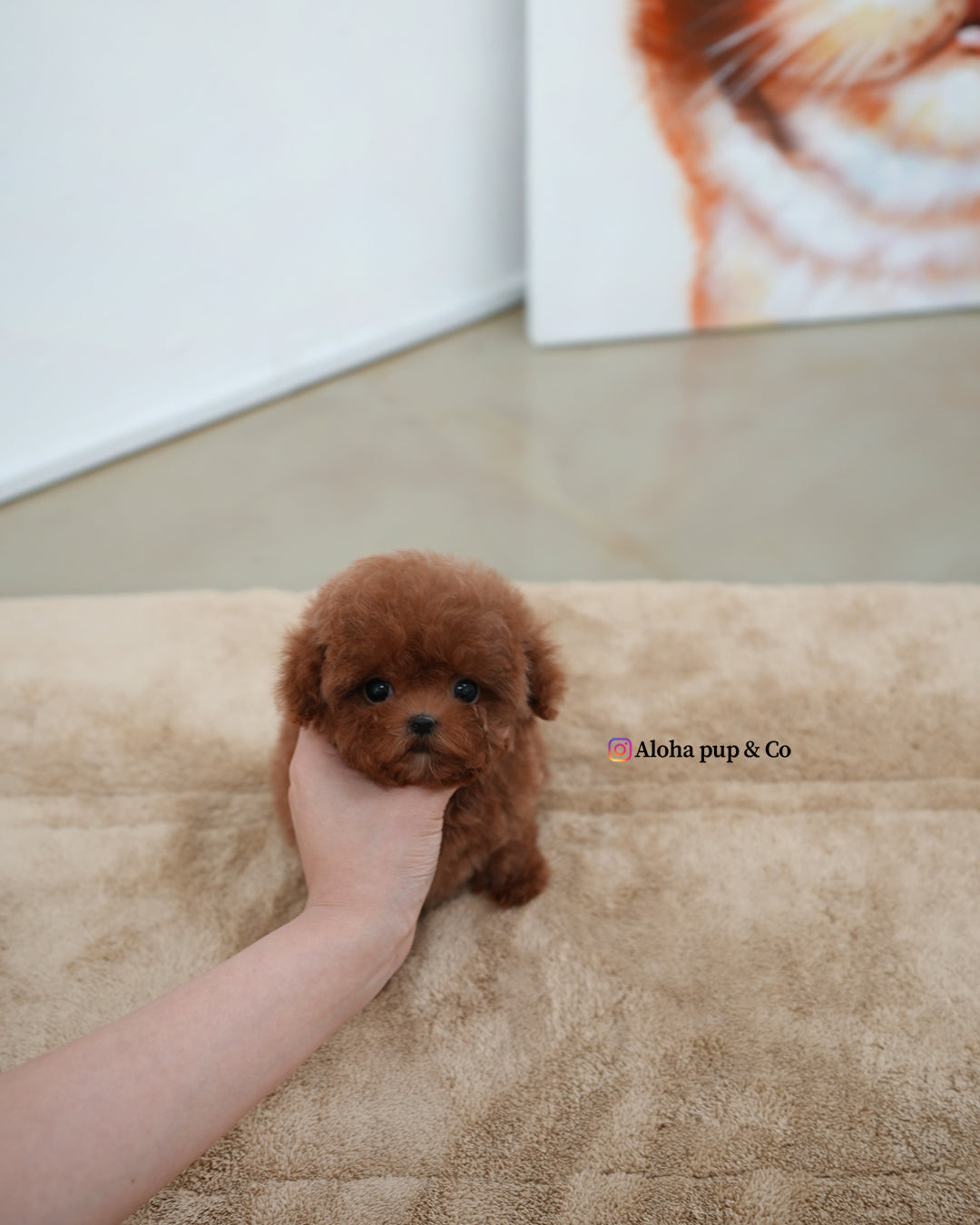 Ozzy [TEACUP MALTIPOO]