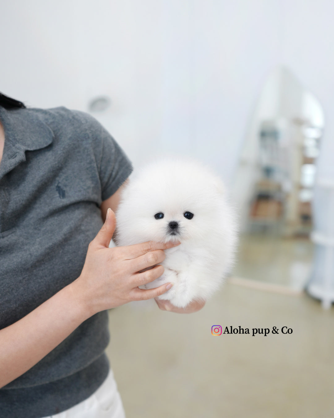 Buster [POMERANIA TAZA DE TÉ]