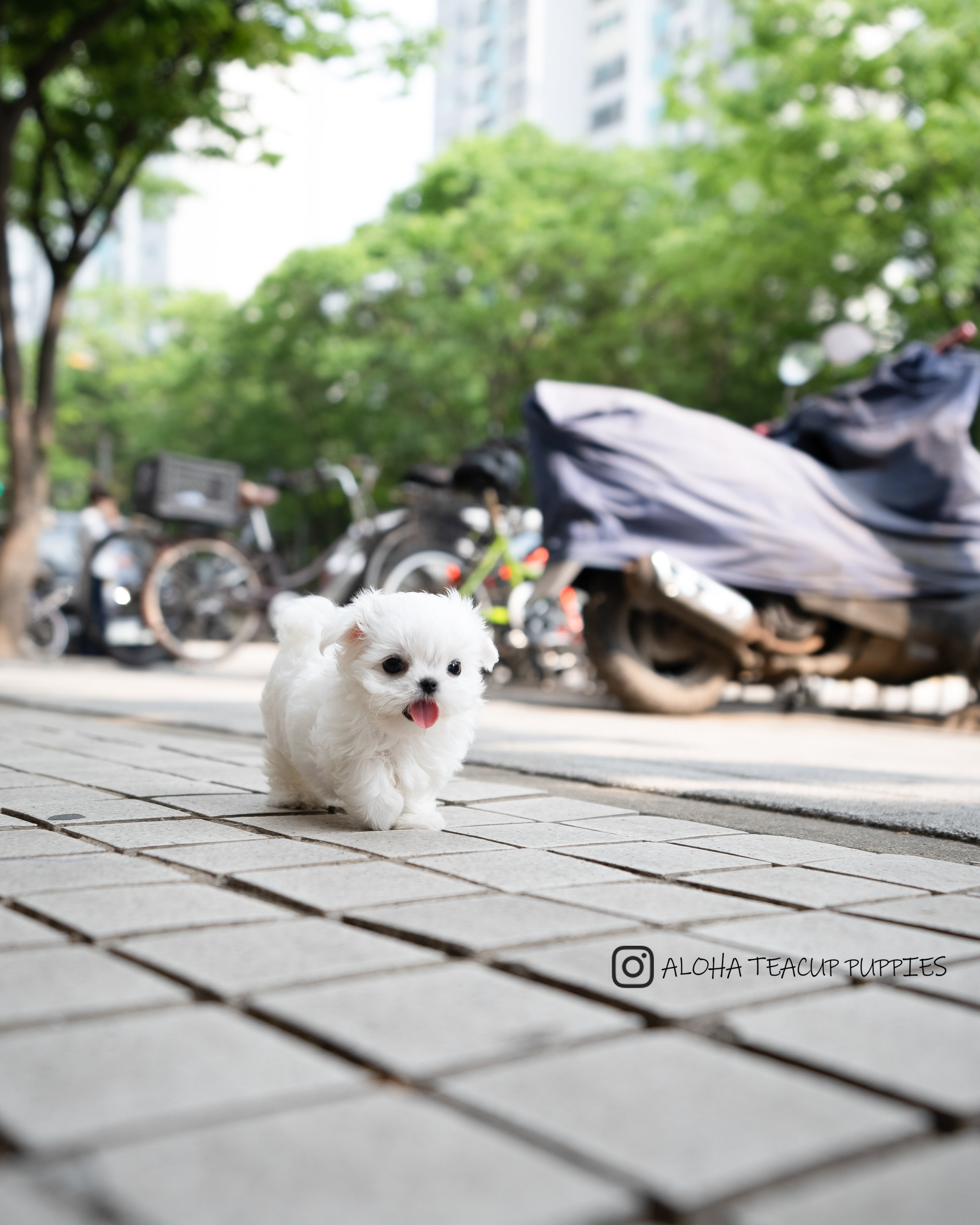 Asher [TEACUP MALTESE]
