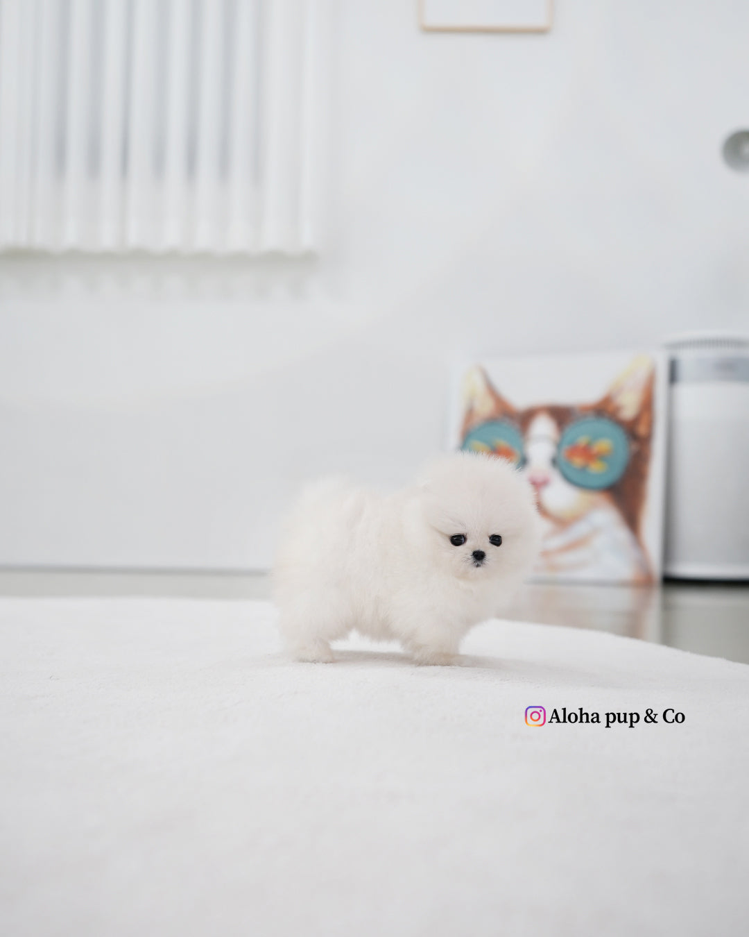 基亚拉 [茶杯博美犬]