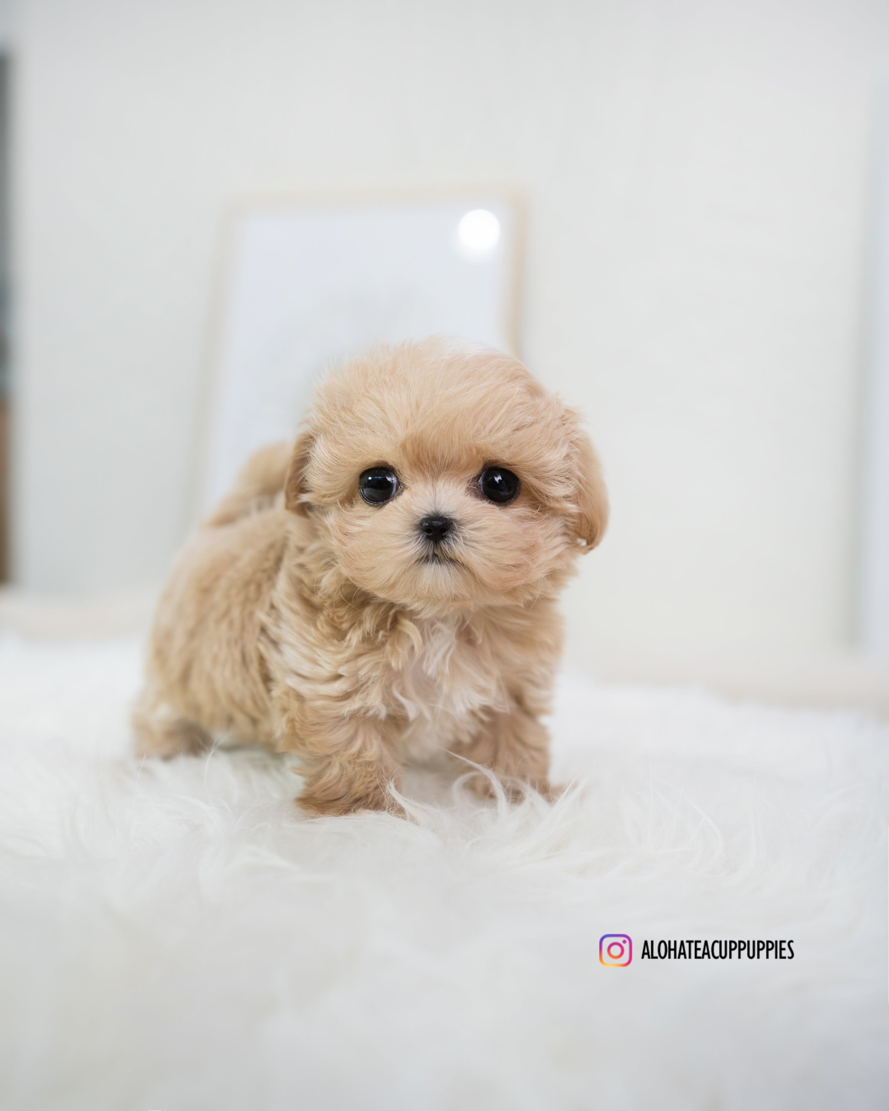 Bijou [TEACUP MALTIPOO]