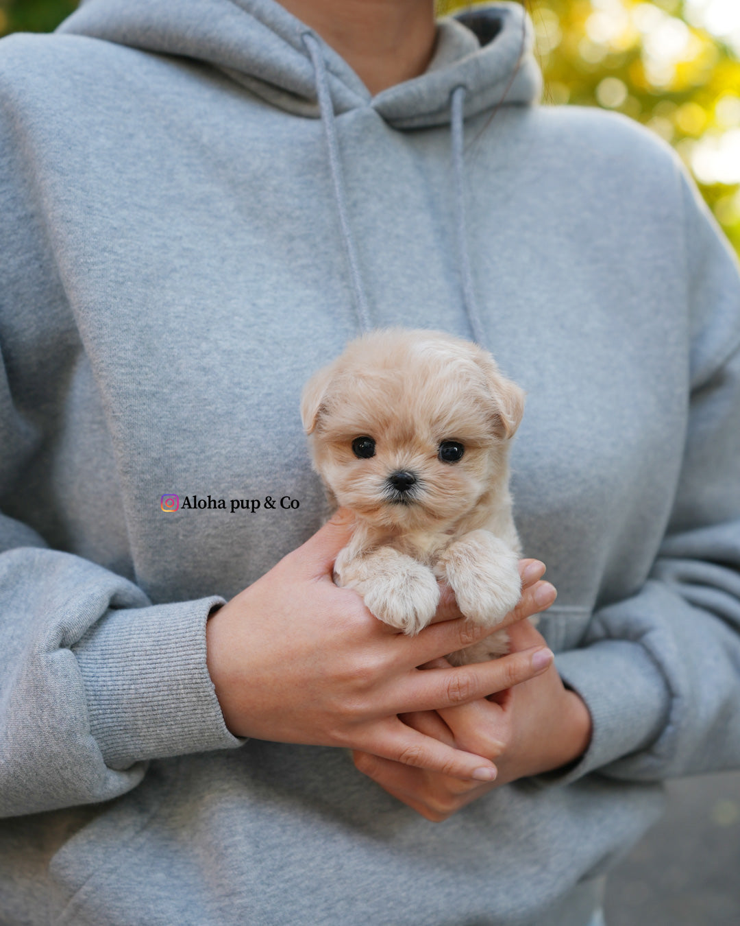 Cleo [TEACUP MALTIPOO]