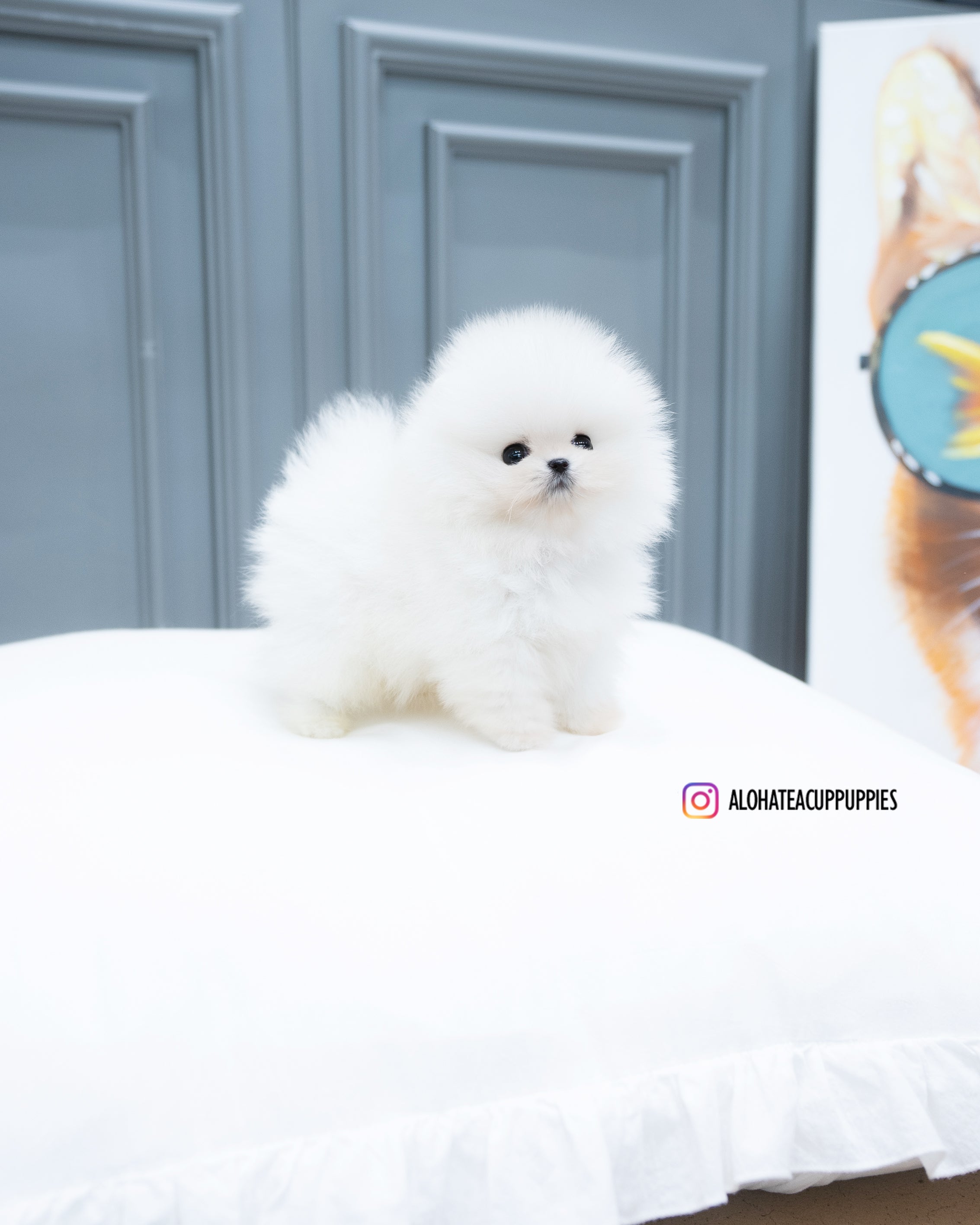 Mickey [POMERANIA TAZA DE TÉ]