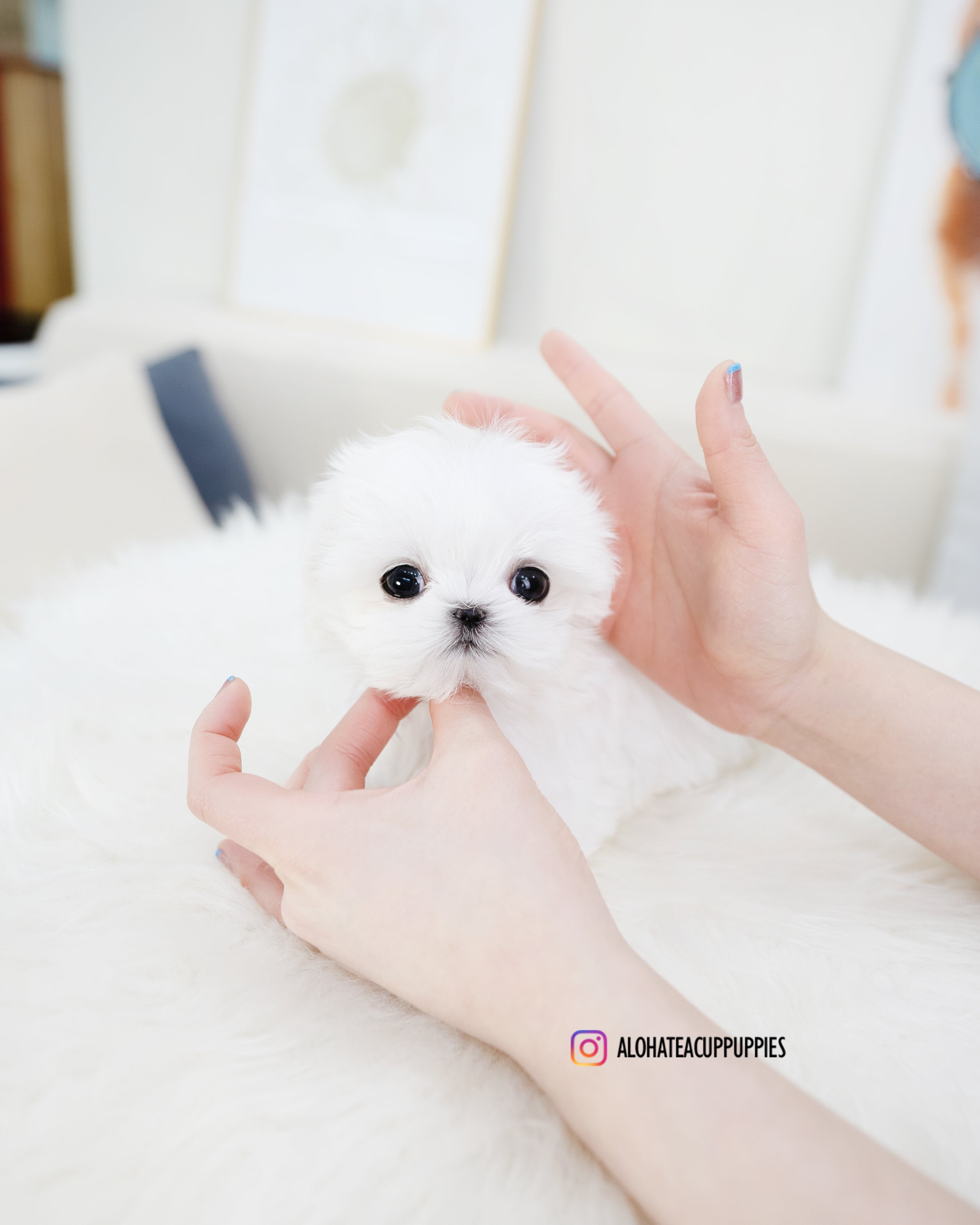 Orion [TEACUP MALTESE]