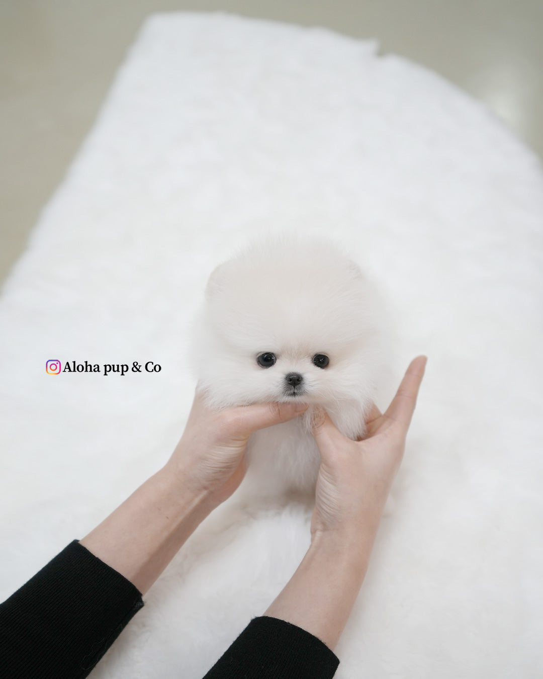 Snowy [POMERANIA TAZA DE TÉ]