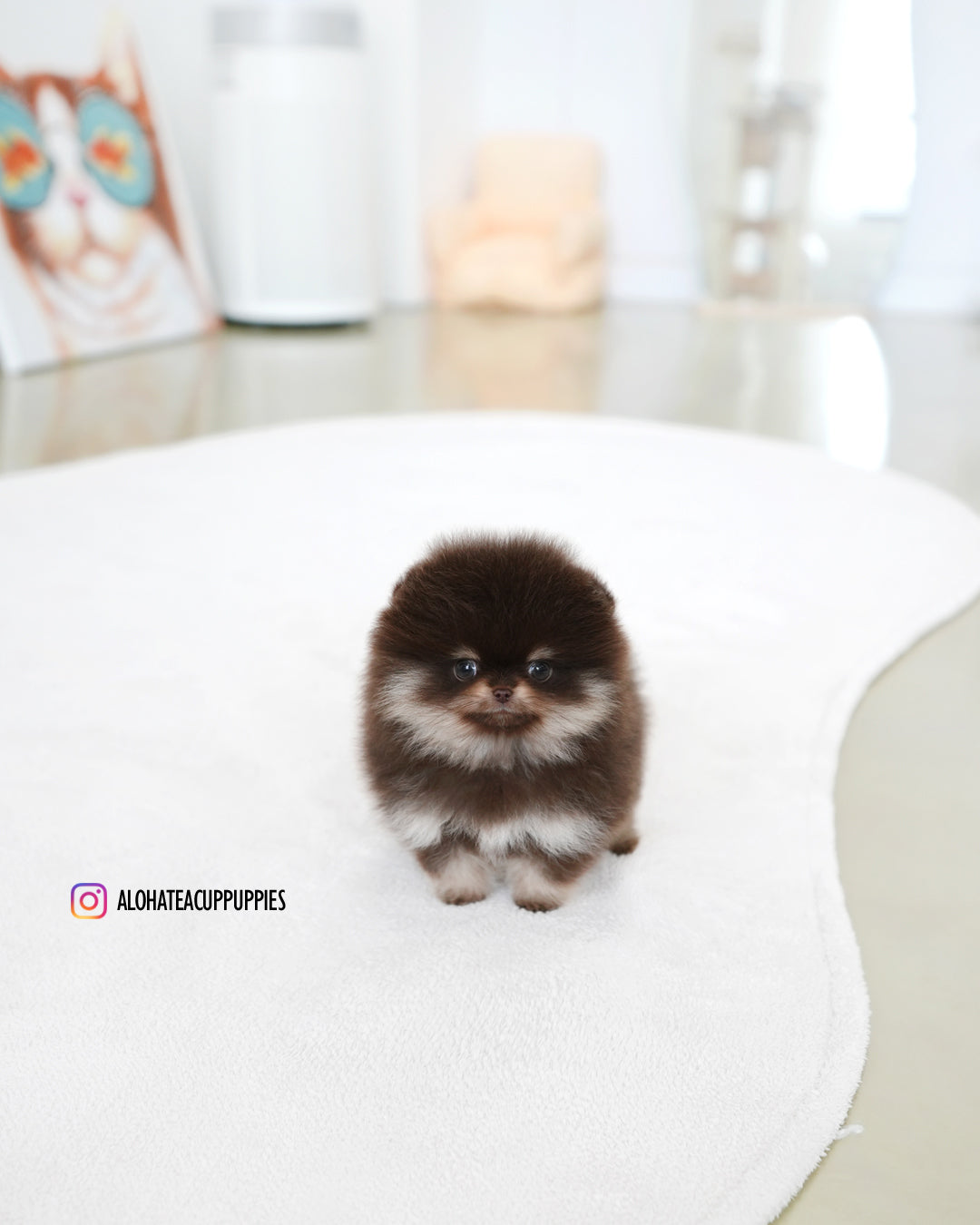 Gigi [POMERANIA TAZA DE TÉ]